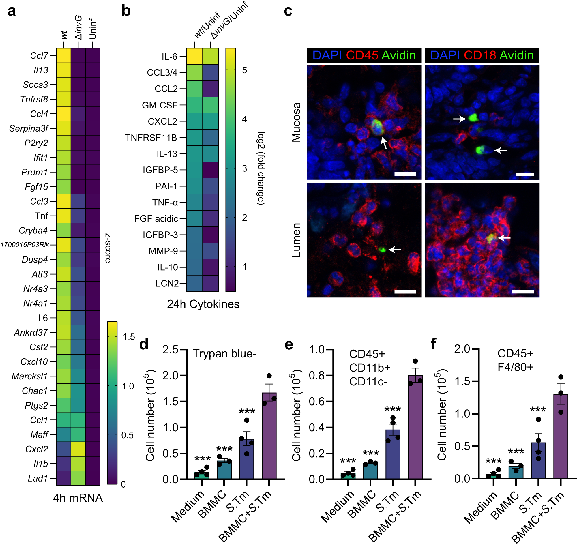 Fig. 6: Salmonella induces a broad transcriptional and cytokine secretion response in mast cells with functional consequences on myeloid cells.