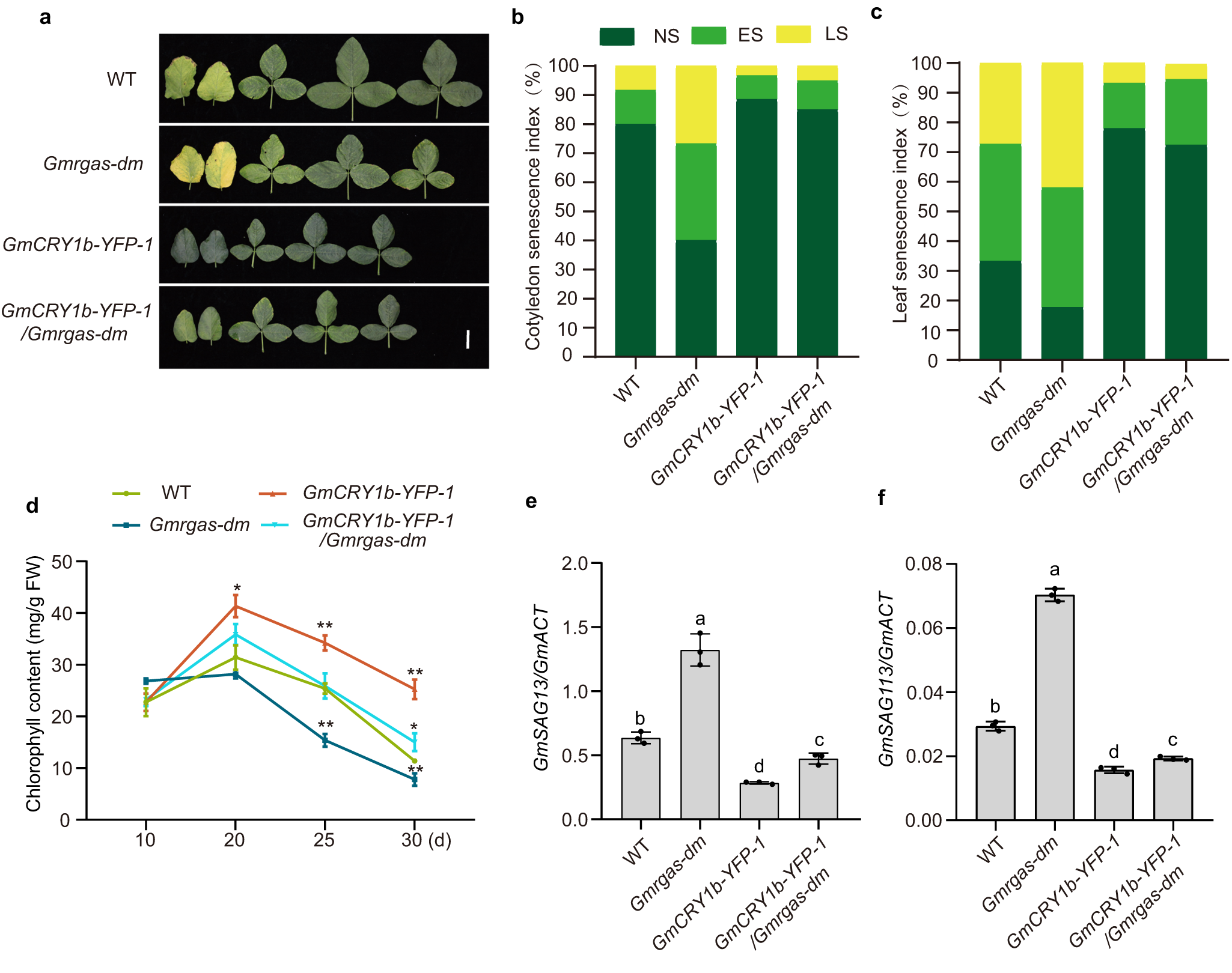 Fig. 3: GmCRY1b negatively regulates leaf senescence partially through the DELLA proteins.