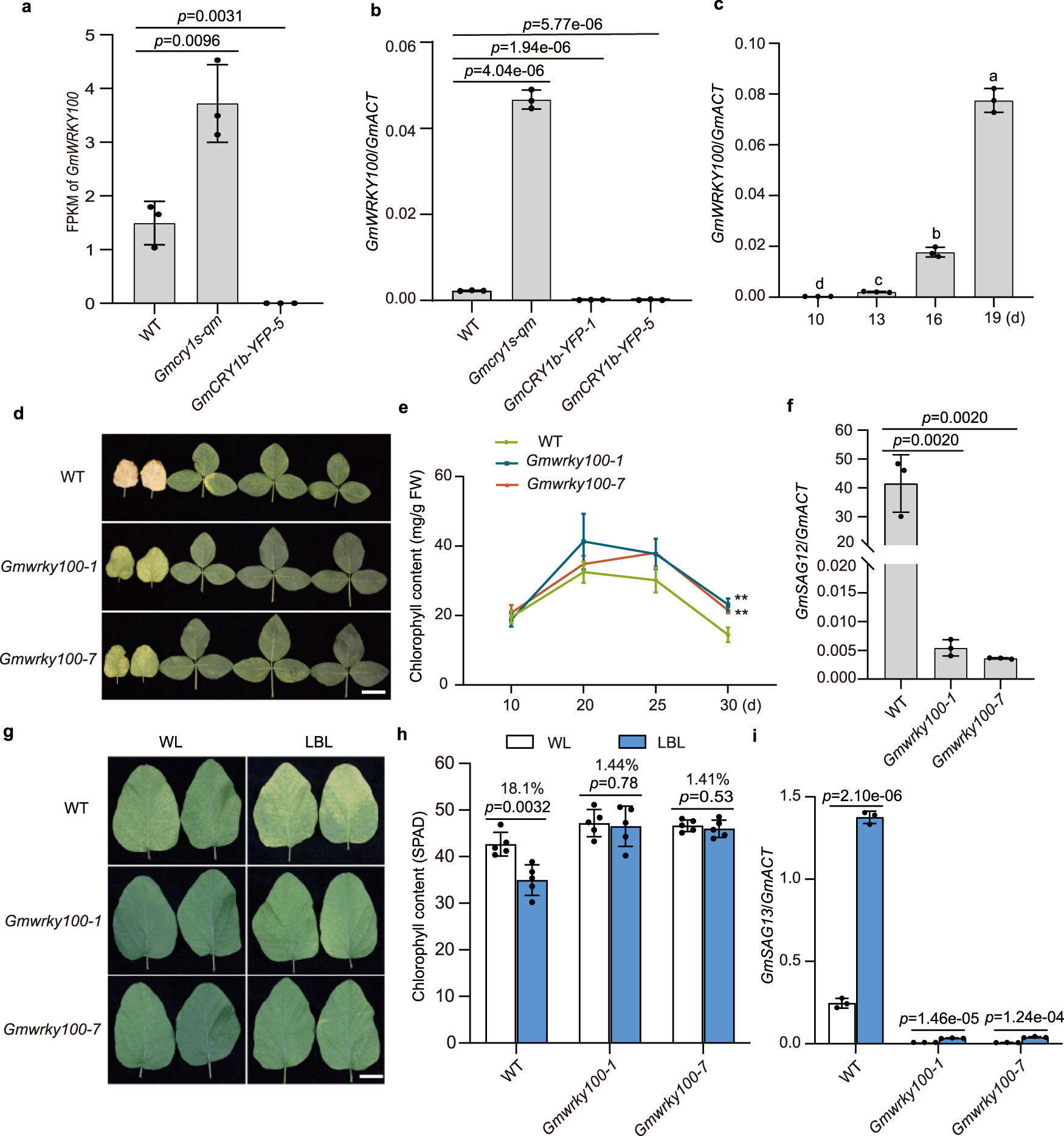 Fig. 4: GmWRKY100 is a senescence enhancer and mediates LBL-induced leaf senescence in soybean.