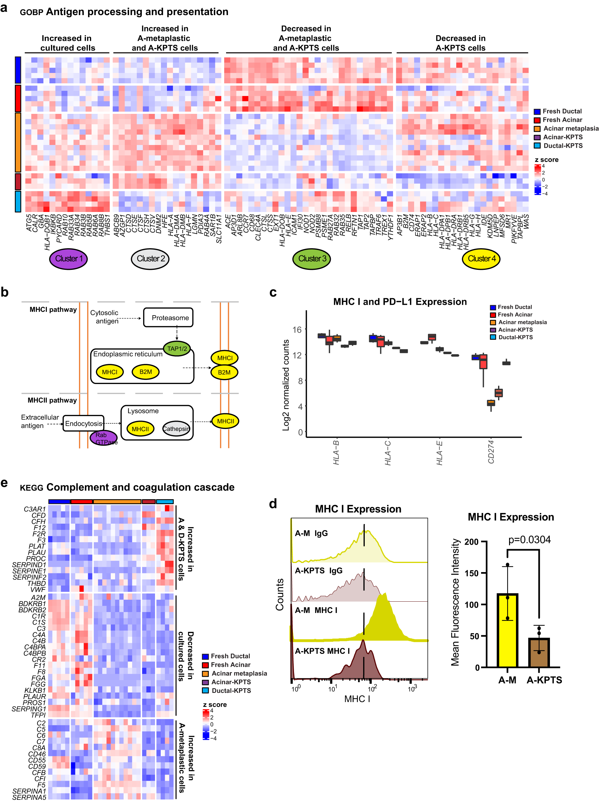 Fig. 5: Intrinsic alteration of immune program in oncogenic acinar and ductal cells.