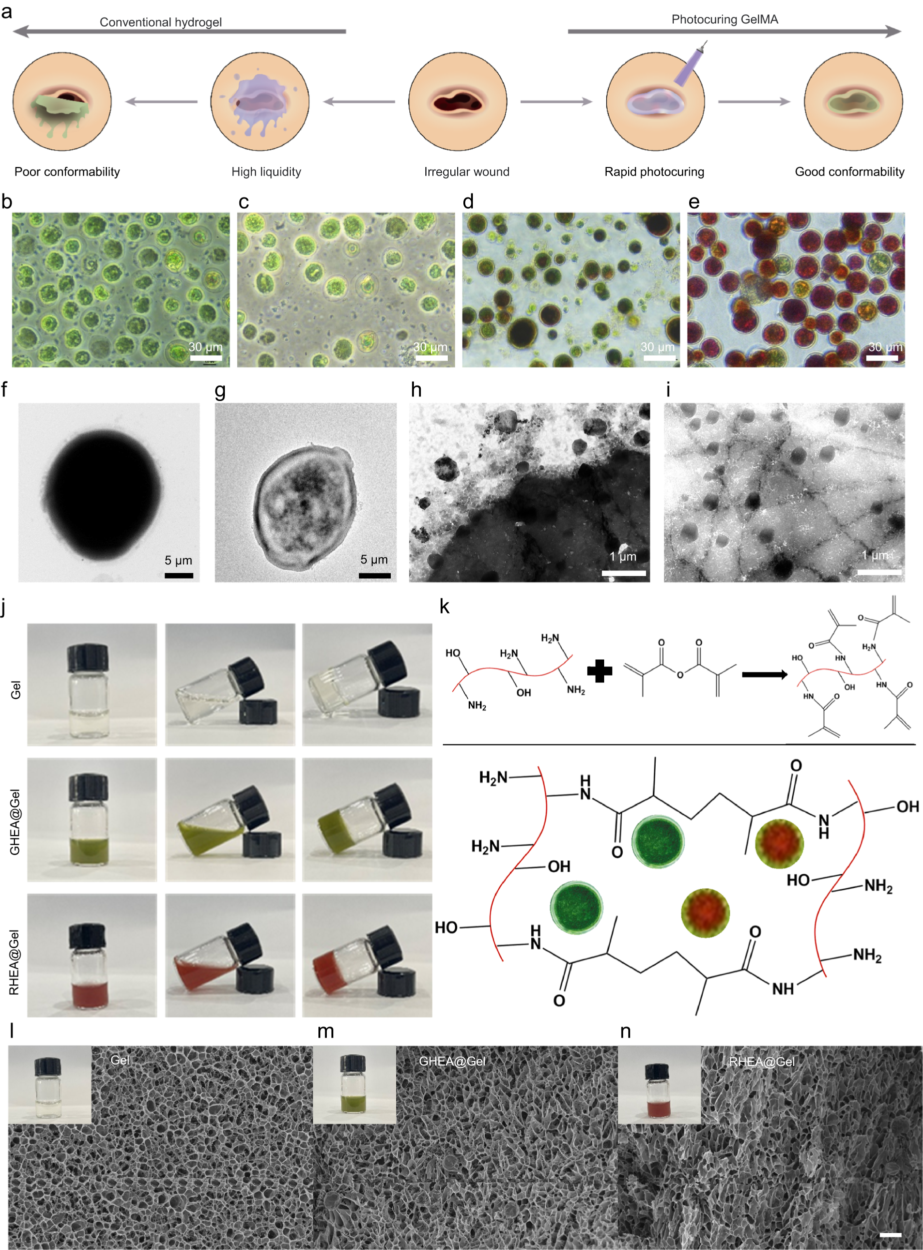 Fig. 2: HEA@Gel preparation and characterization.