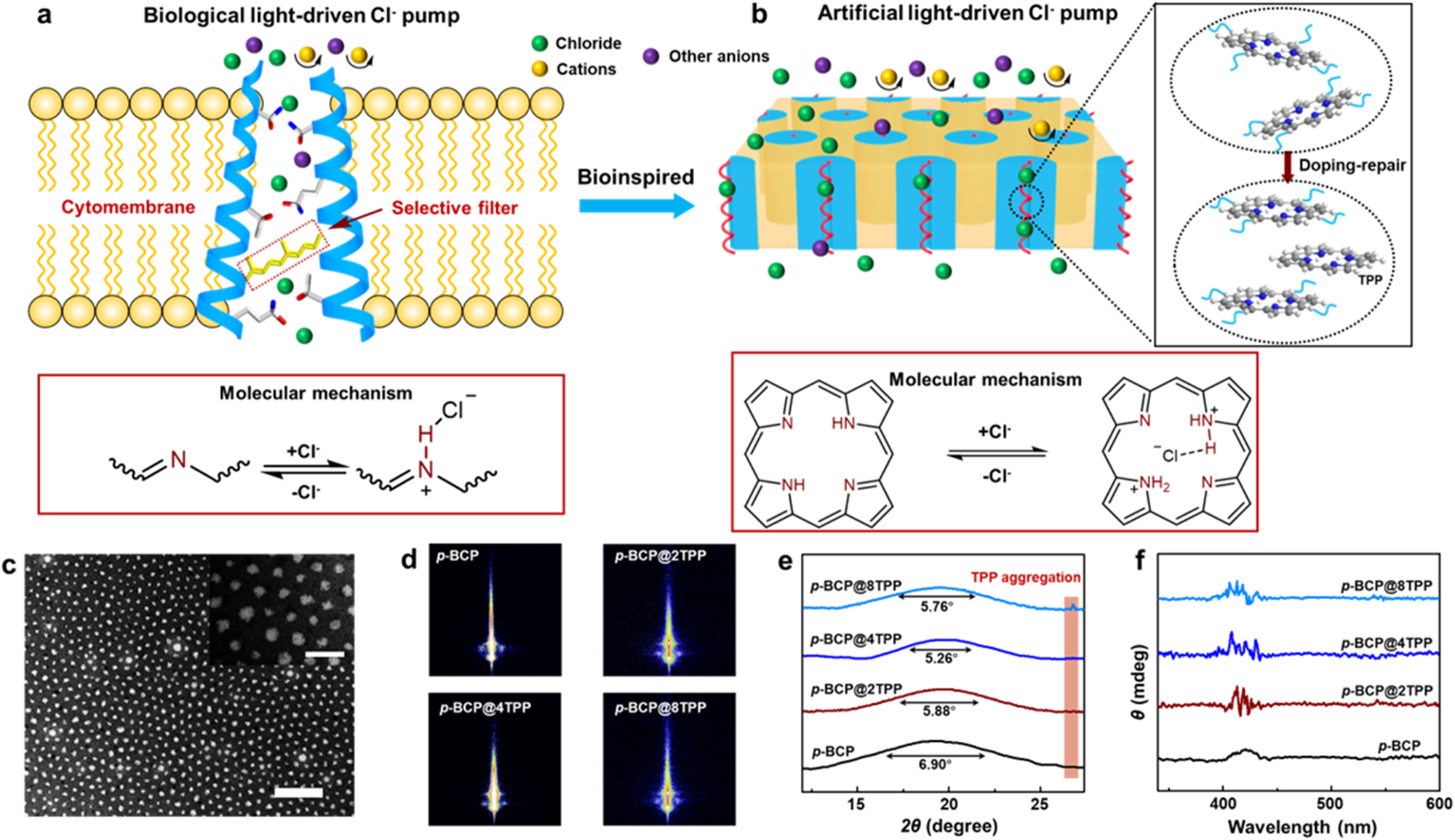 Fig. 1: Bioinspired light-driven chloride channel.