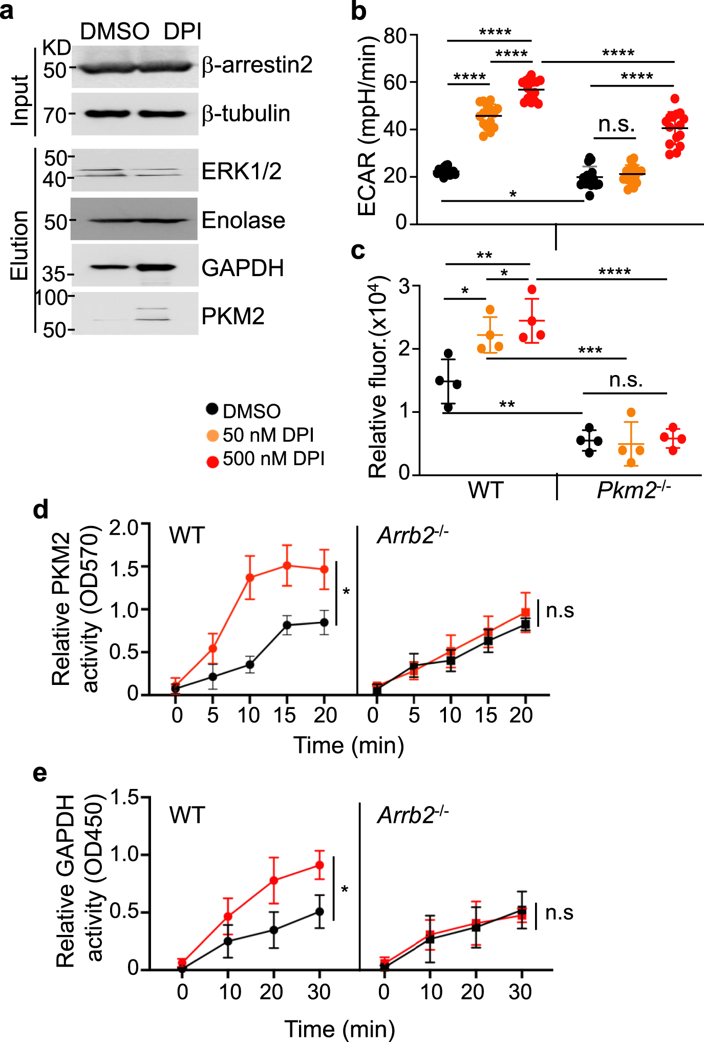 Fig. 3: DPI stimulates a rapid increase in glycolytic activity through the formation of GPR3- β-arrestin2-GAPDH-PKM2 enzymatic super complex.