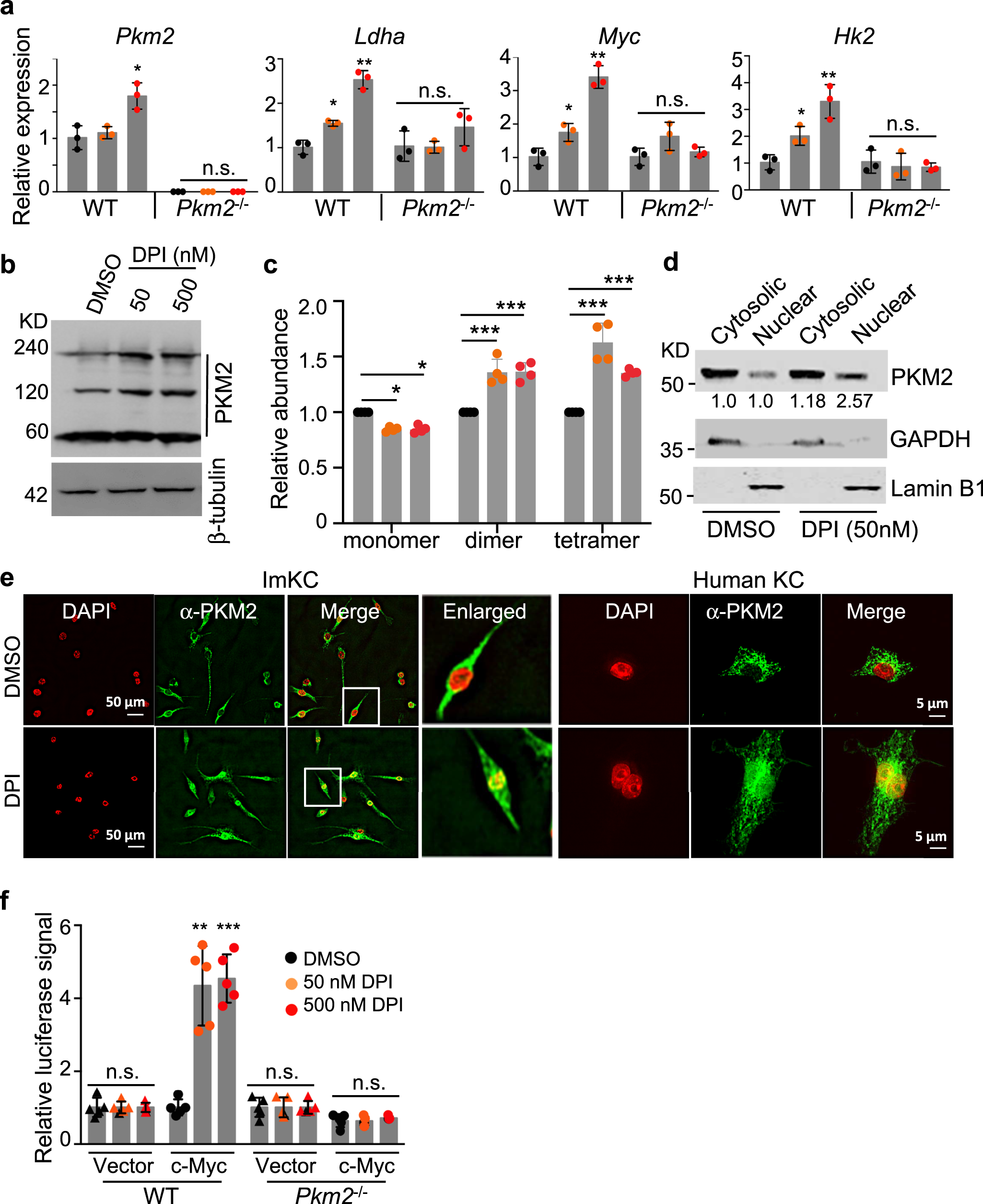 Fig. 4: DPI stimulates a sustained increase in glycolytic activity through nuclear translocation of PKM2 and transcriptional activation of c-Myc.