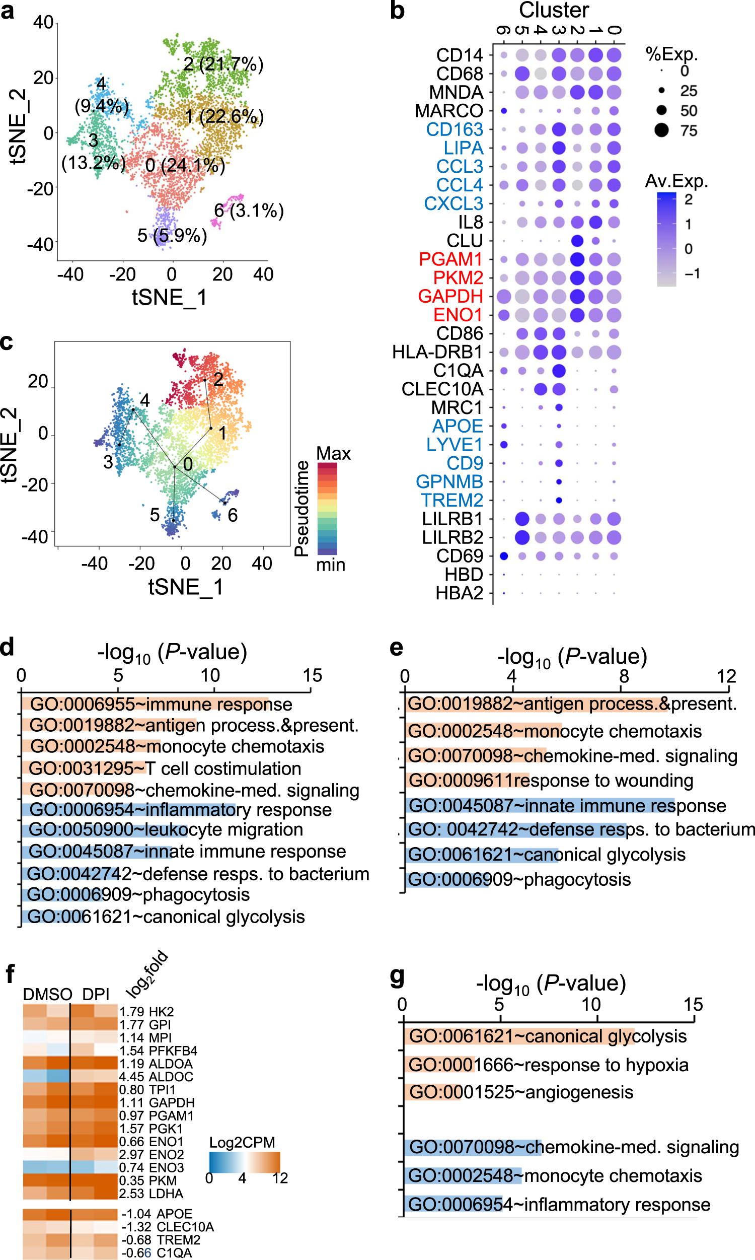 Fig. 7: DPI upregulates glycolysis and suppresses inflammatory responses of Kupffer cells from patients with NAFLD.