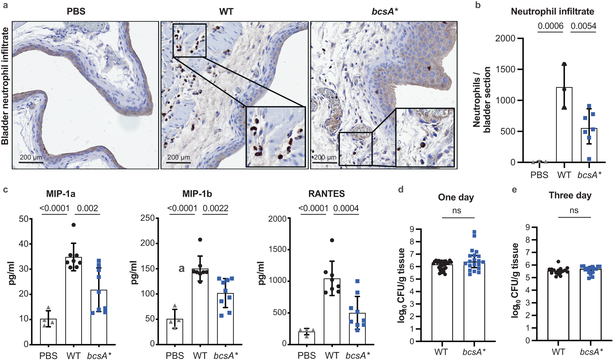 Fig. 5: Cellulose disruption does not affect colonisation but enhances neutrophil infiltration of the bladder in the murine model of UTI.