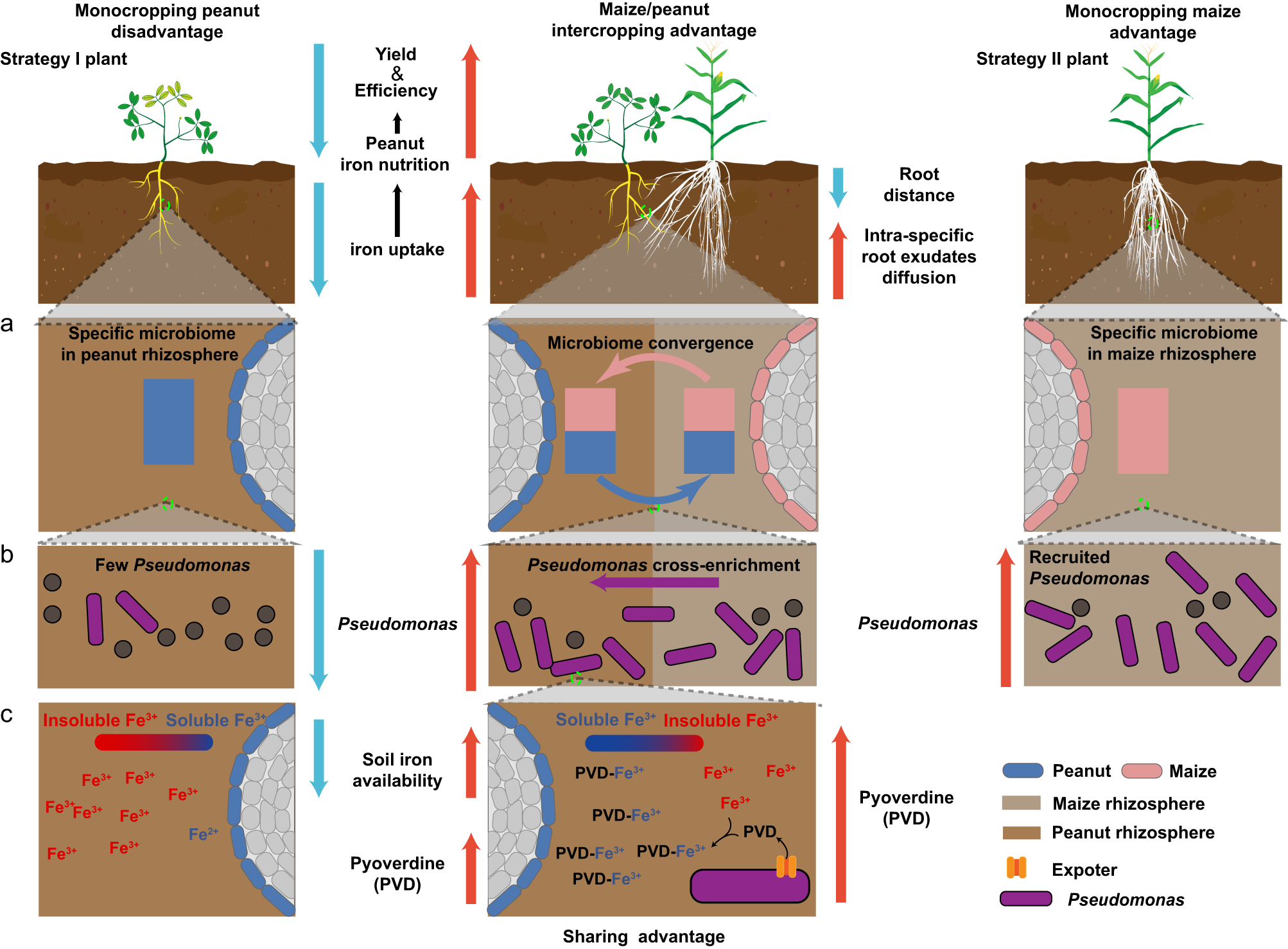 Fig. 7: Model of how peanut/maize intercropping enriches for Pseudomonas spp. in the rhizosphere to improve iron nutrition via secreting siderophore pyoverdine.