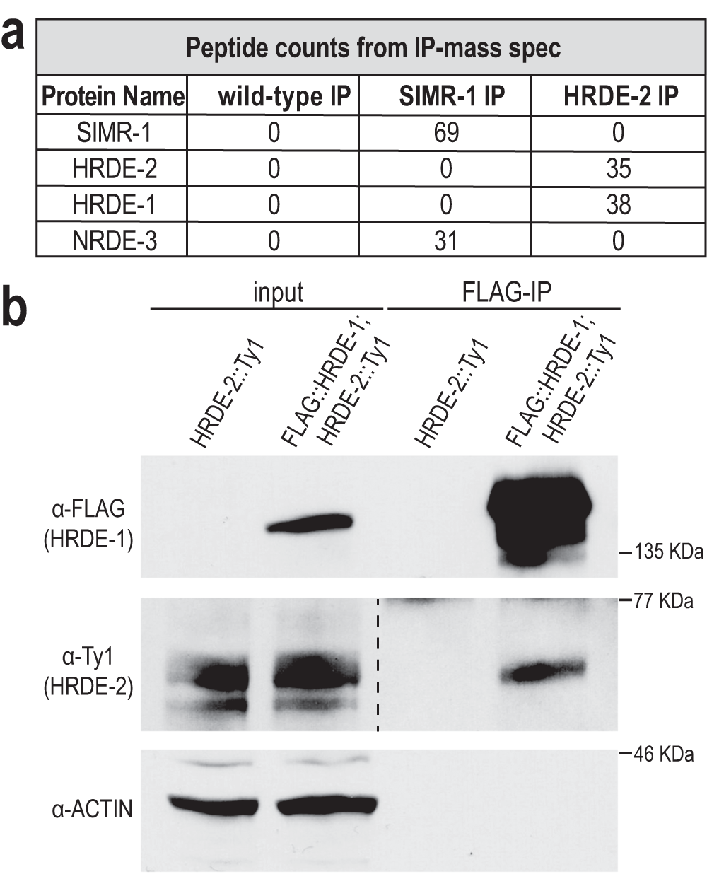 Fig. 2: The germline-expressed nuclear Argonaute HRDE-1 interacts with HRDE-2.