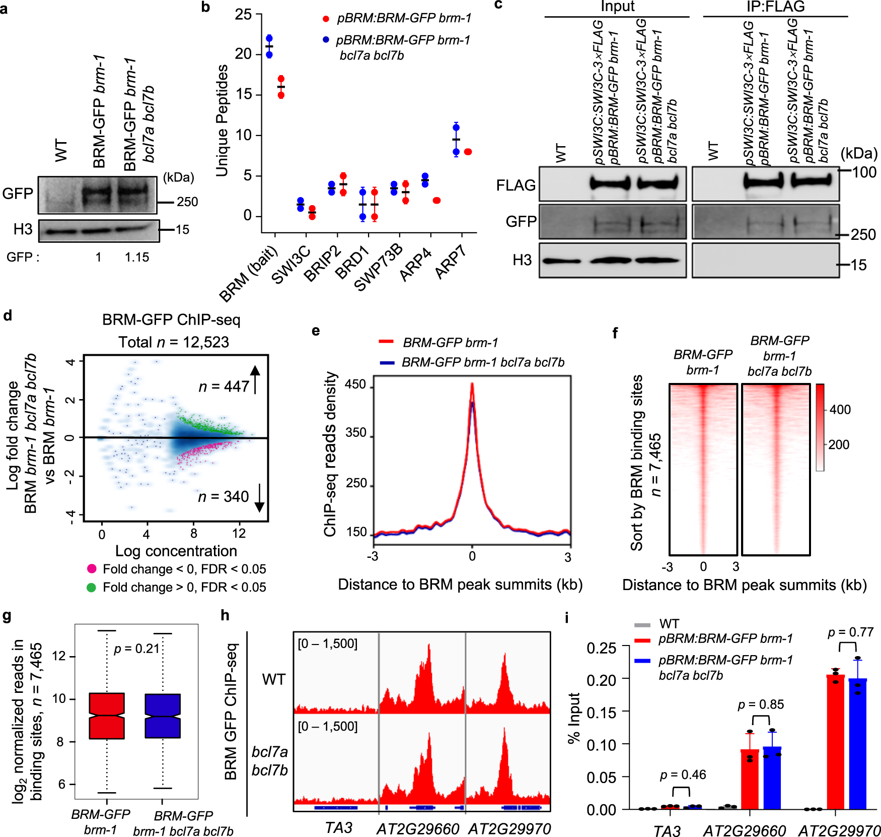Fig. 3: Loss of BCL7A/B does not affect BRM-SWI/SNF complexes stability and genomic targeting.