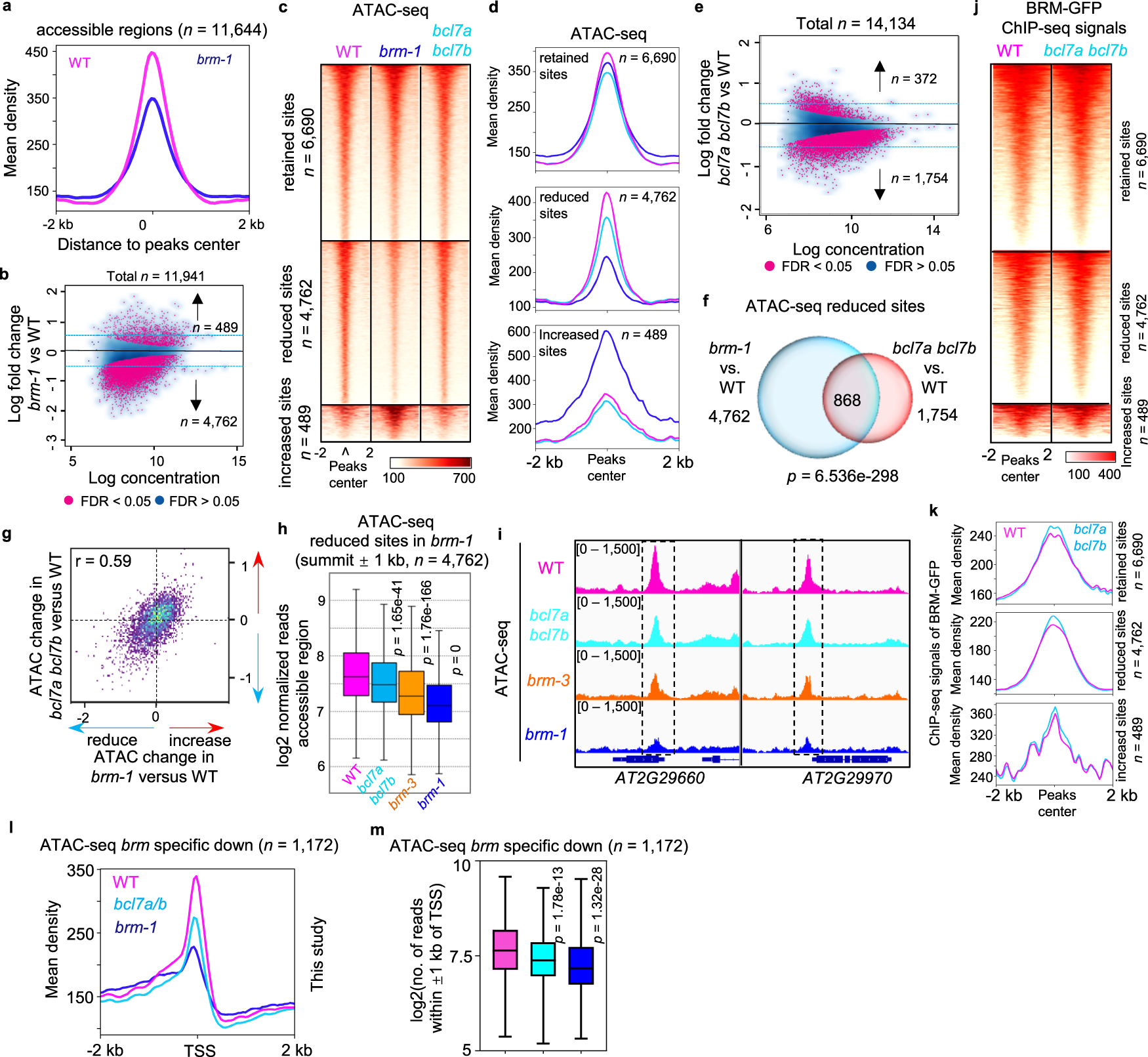 Fig. 4: Loss of BCL7A/B impairs BRM-driven chromatin accessibility.