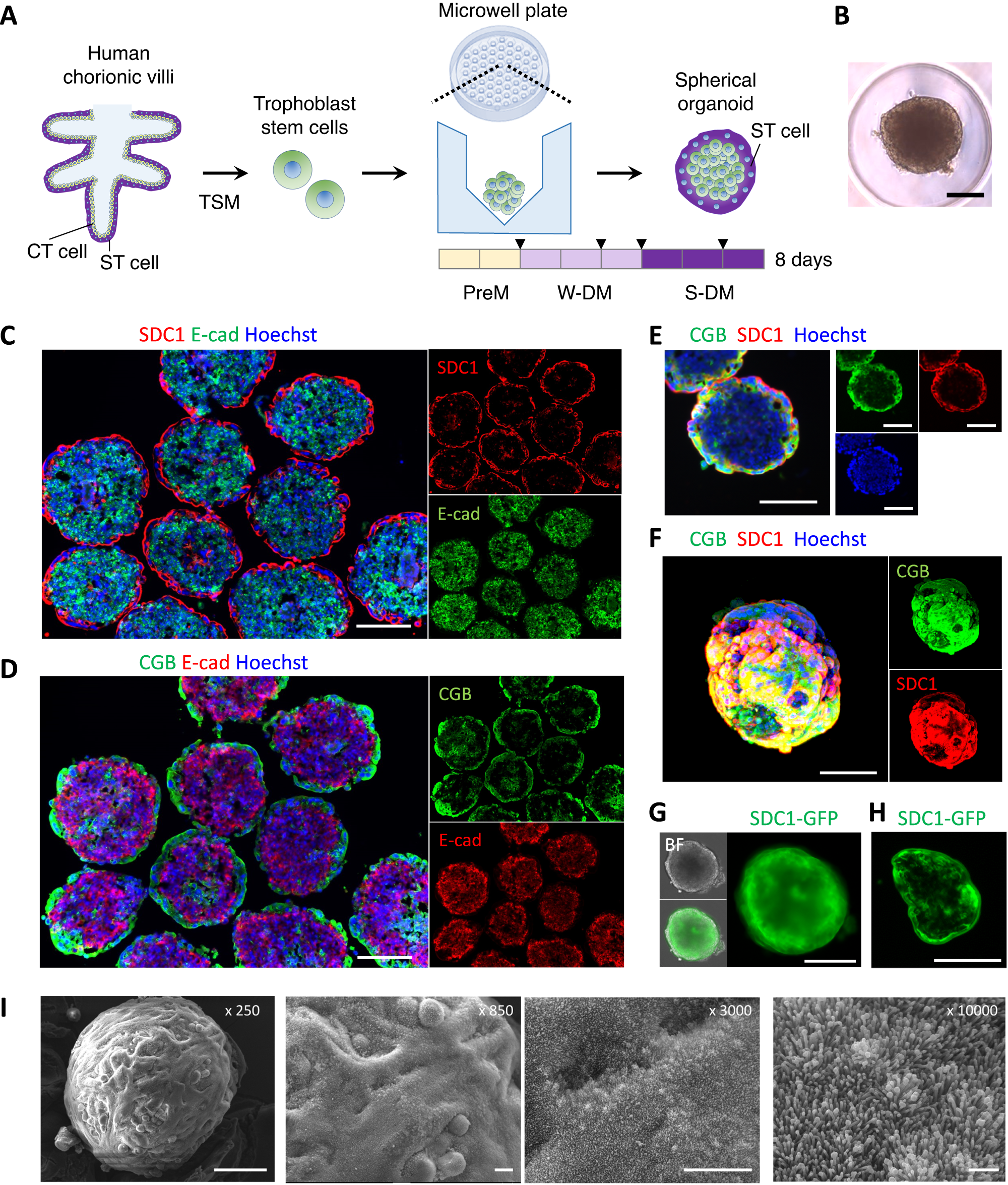 Trophoblast stem cell-based organoid models of the human placental