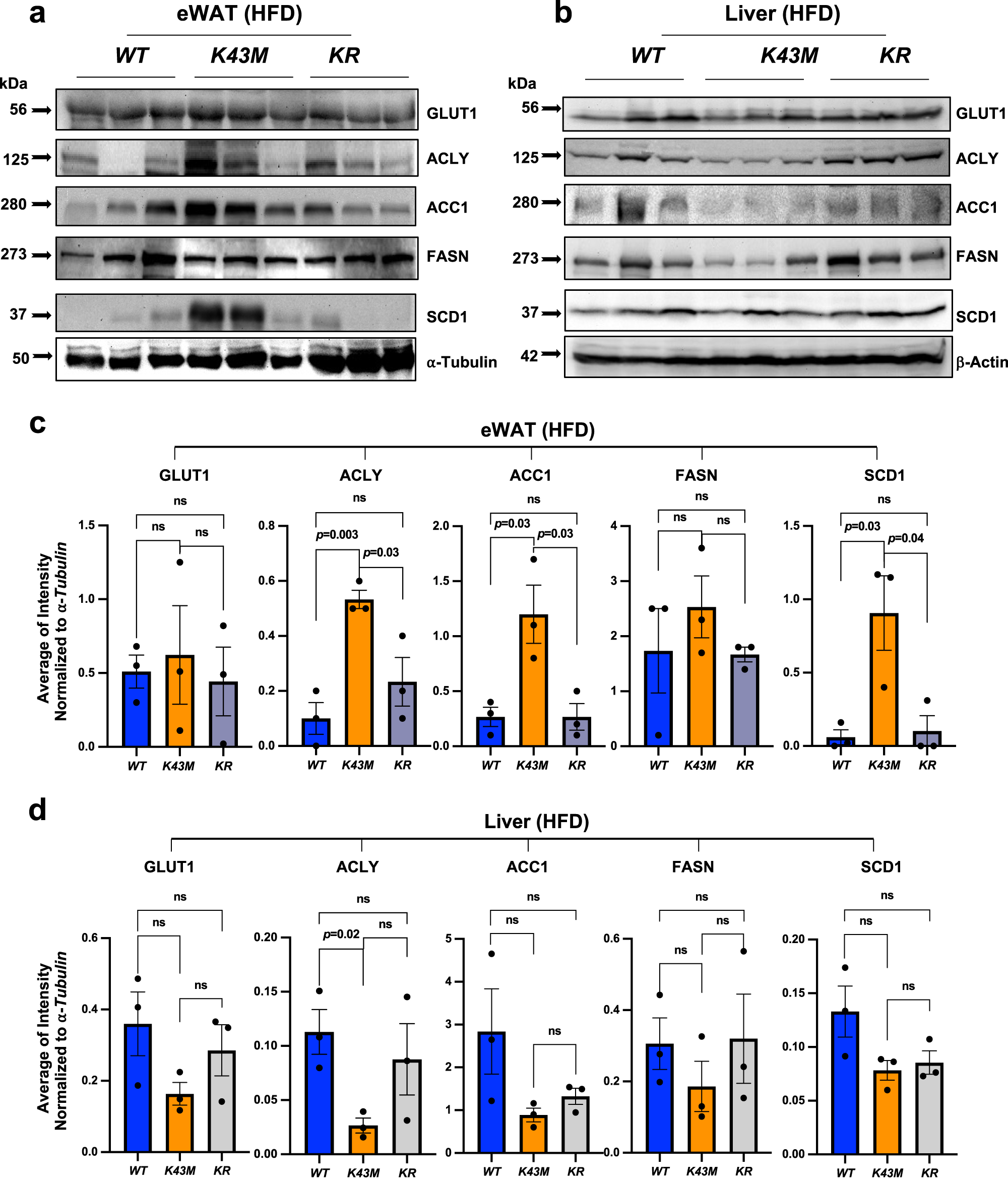 Fig. 3: K43M mice under HFD have increased lipogenic enzymes in eWAT but not in the liver.