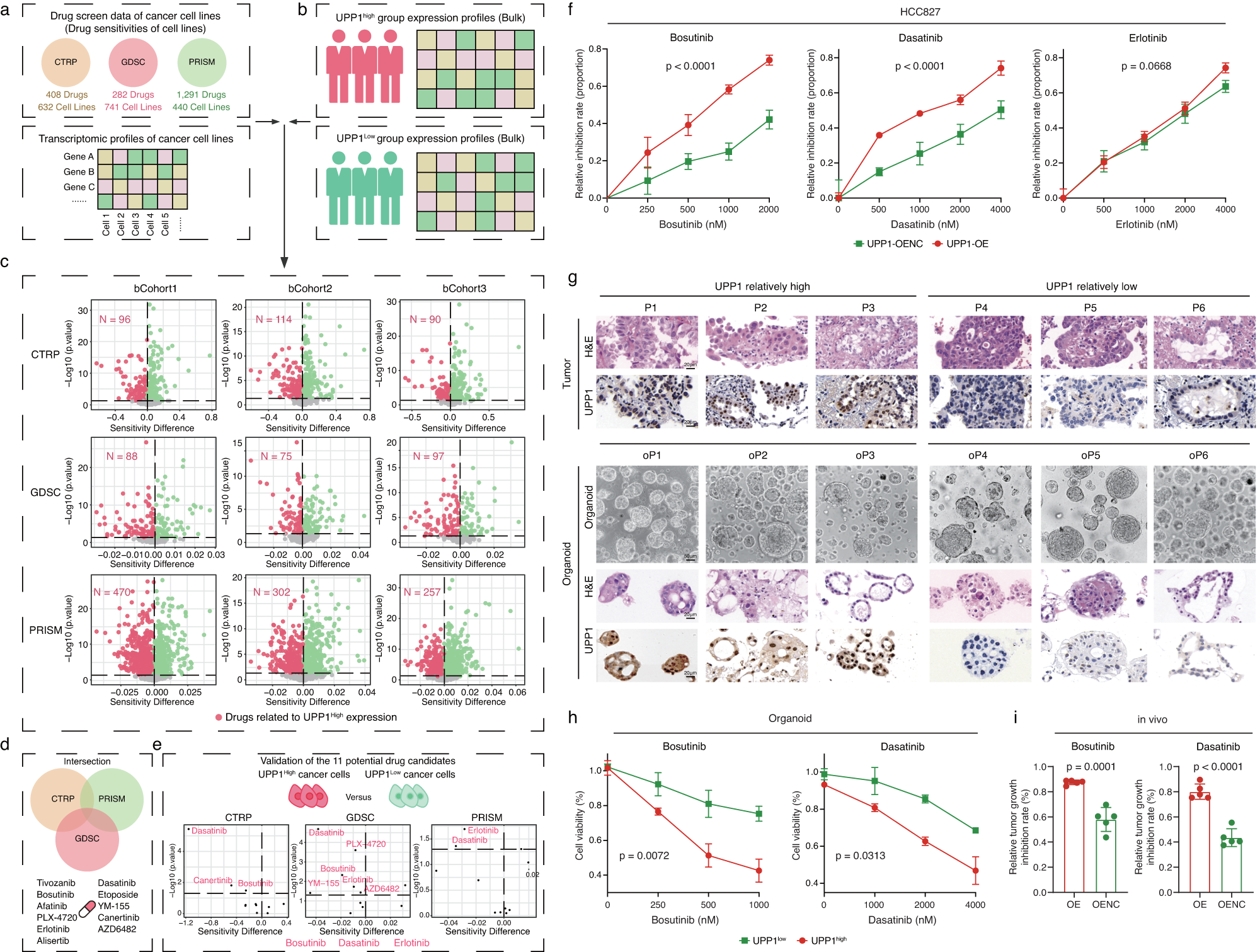 Fig. 7: Bioinformatics-guided drug screening and validation.
