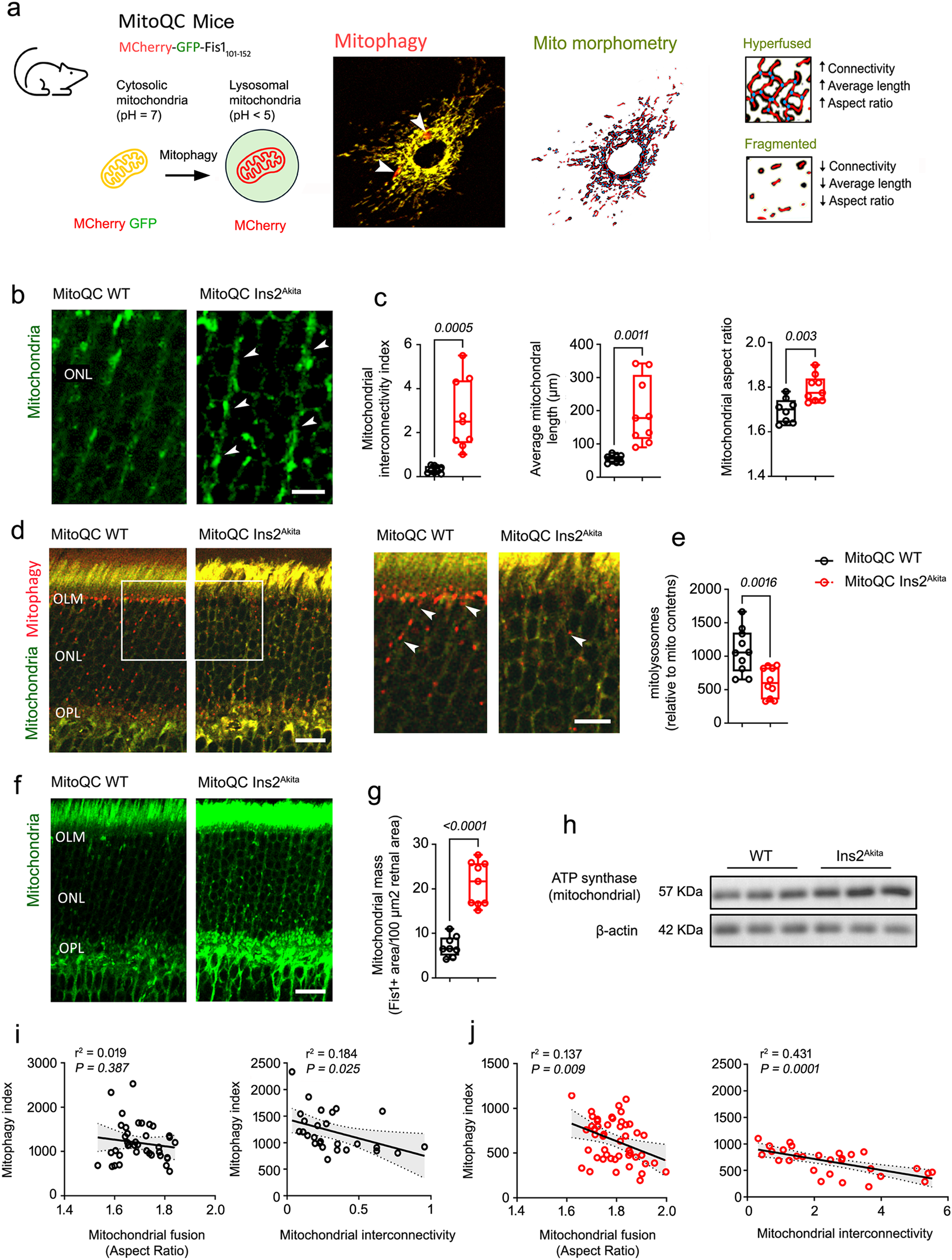 Fig. 2: Mitochondrial hyperfusion underpins impaired mitophagy in the retina of 8-month diabetic Ins2Akita male mice.