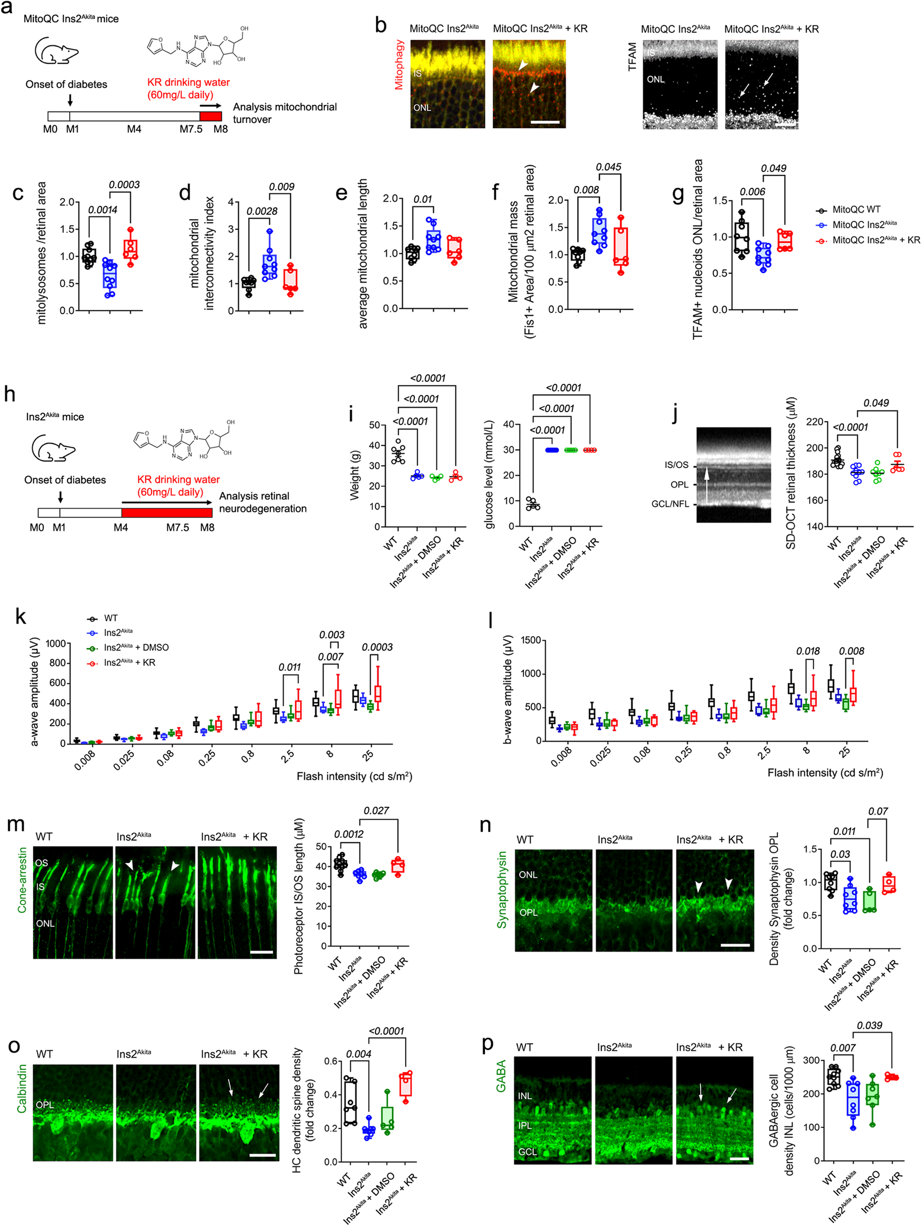 Fig. 6: Kinetin riboside (KR) rescues mitochondrial turnover in the diabetic retina conferring relevant neuroprotection independently of glycaemic status.