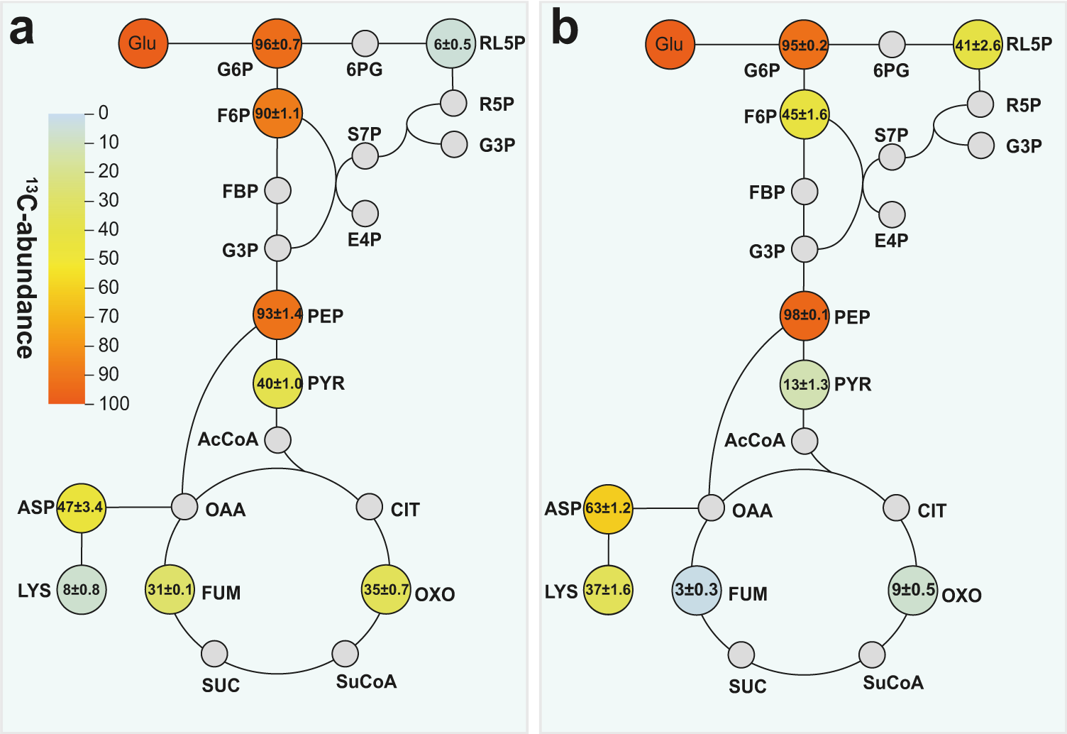 Fig. 2: 13C-abundance analysis of lysine production using AM1 medium.