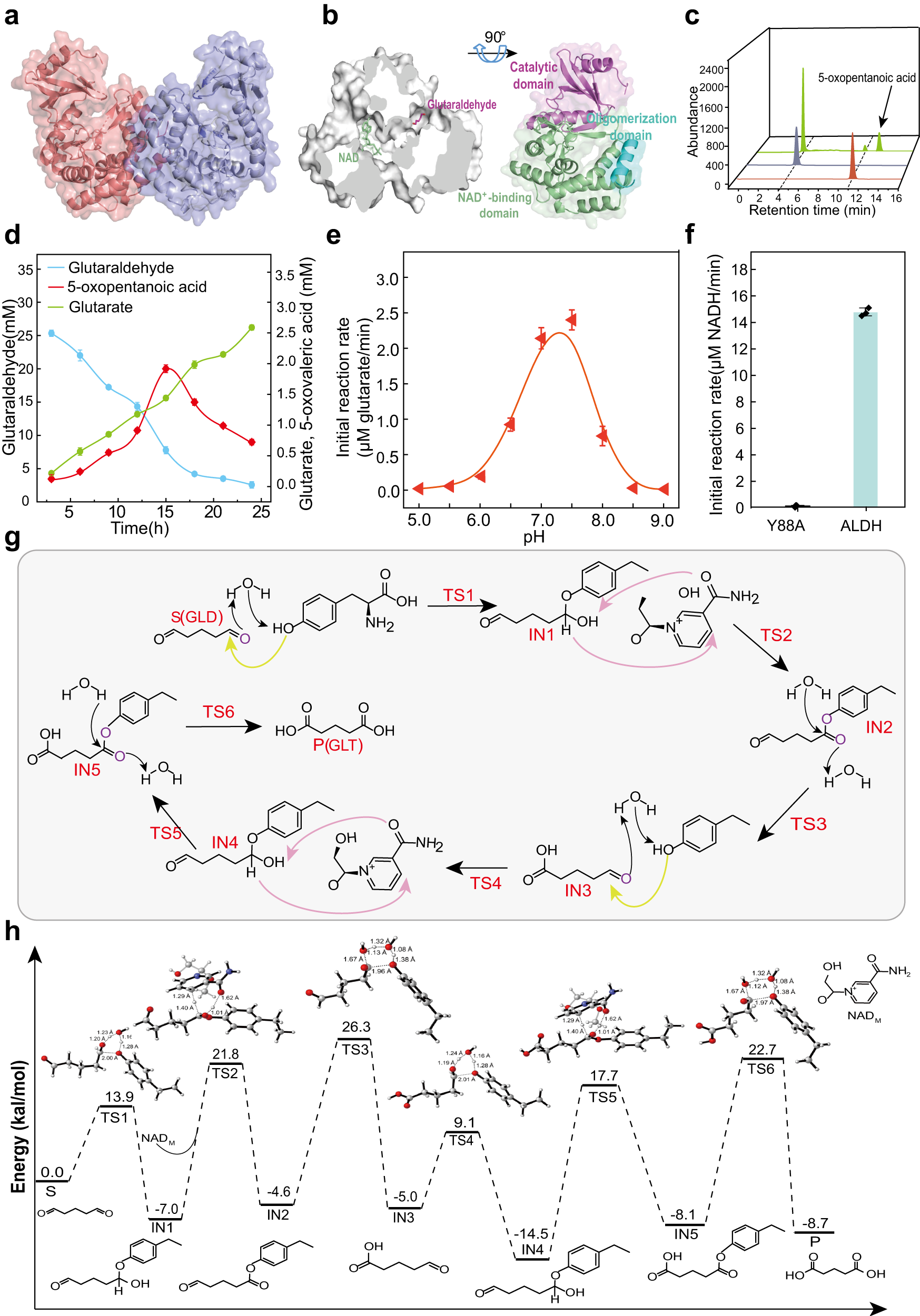 Fig. 4: The structure and mechanism implications of ALDH.