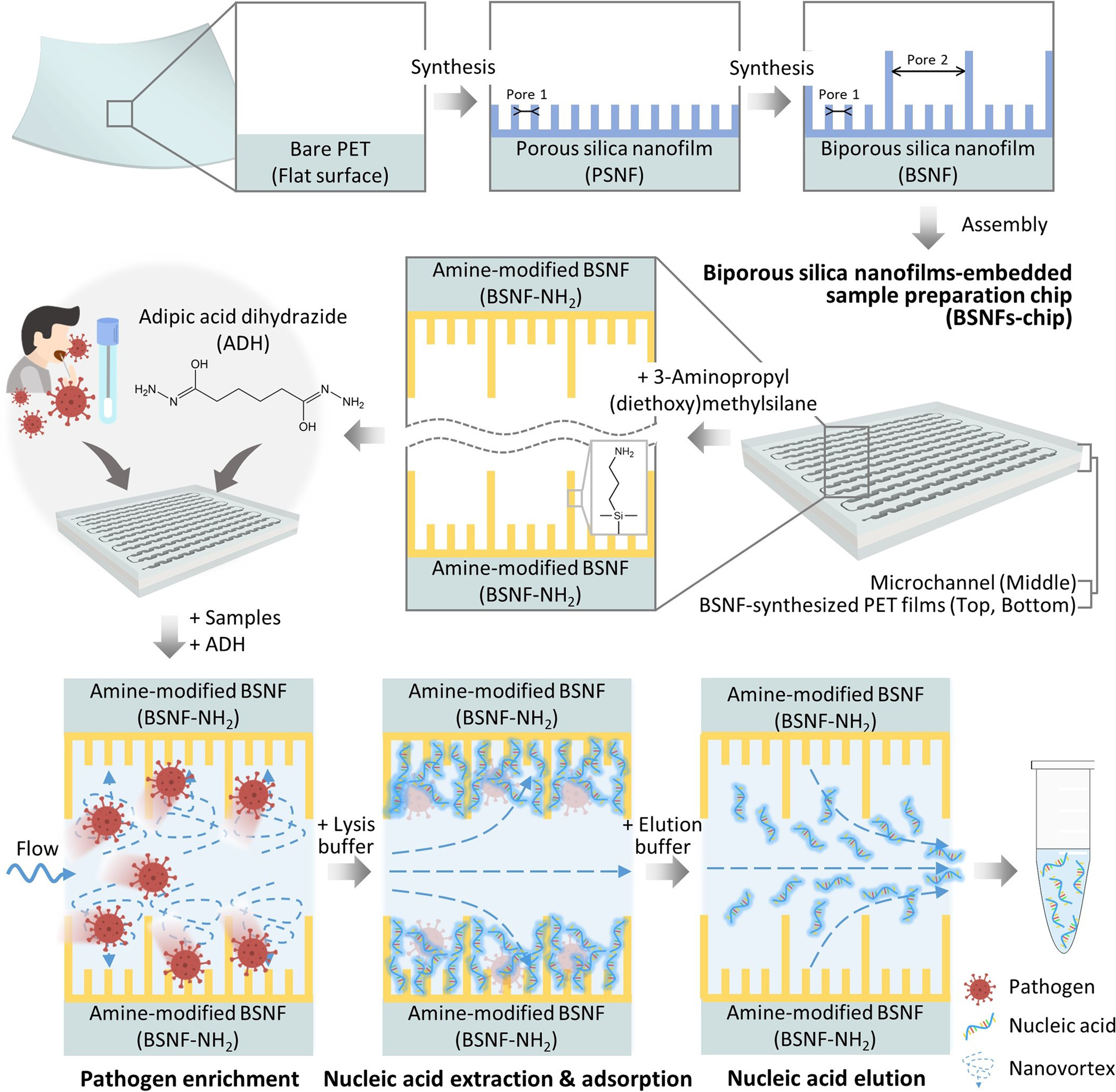 Fig. 1: Schematic drawings of the BSNFs-chip design and the sample preparation process.