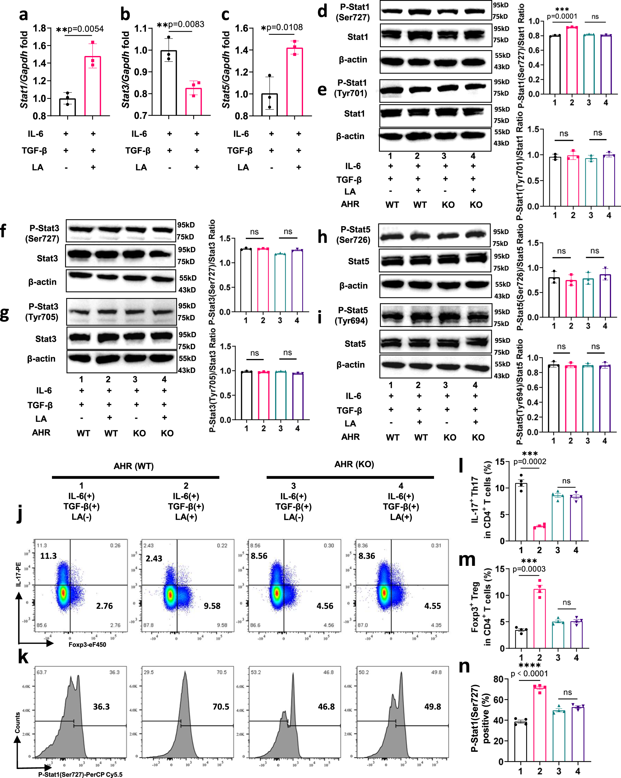 Fig. 6: LA regulated Stat1 activation via AHR to repress the differentiation of Th17 cells.