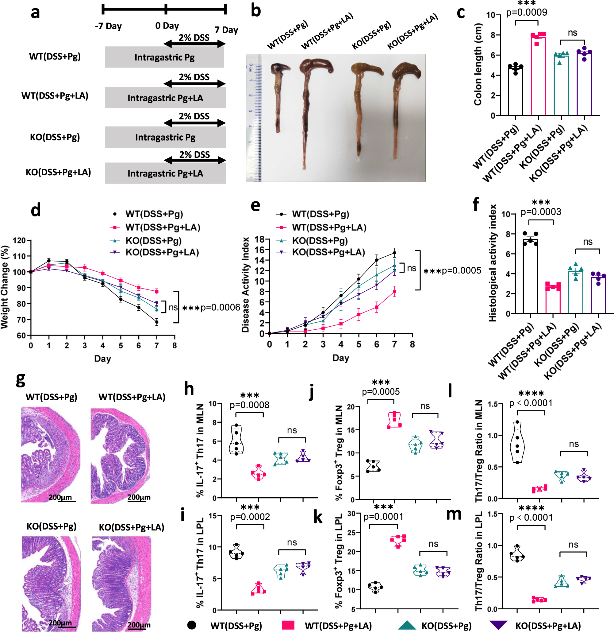 Fig. 7: LA supplementation alleviated Pg-induced aggravation of colitis and Th17/Treg cell imbalance in an AHR-dependent manner.