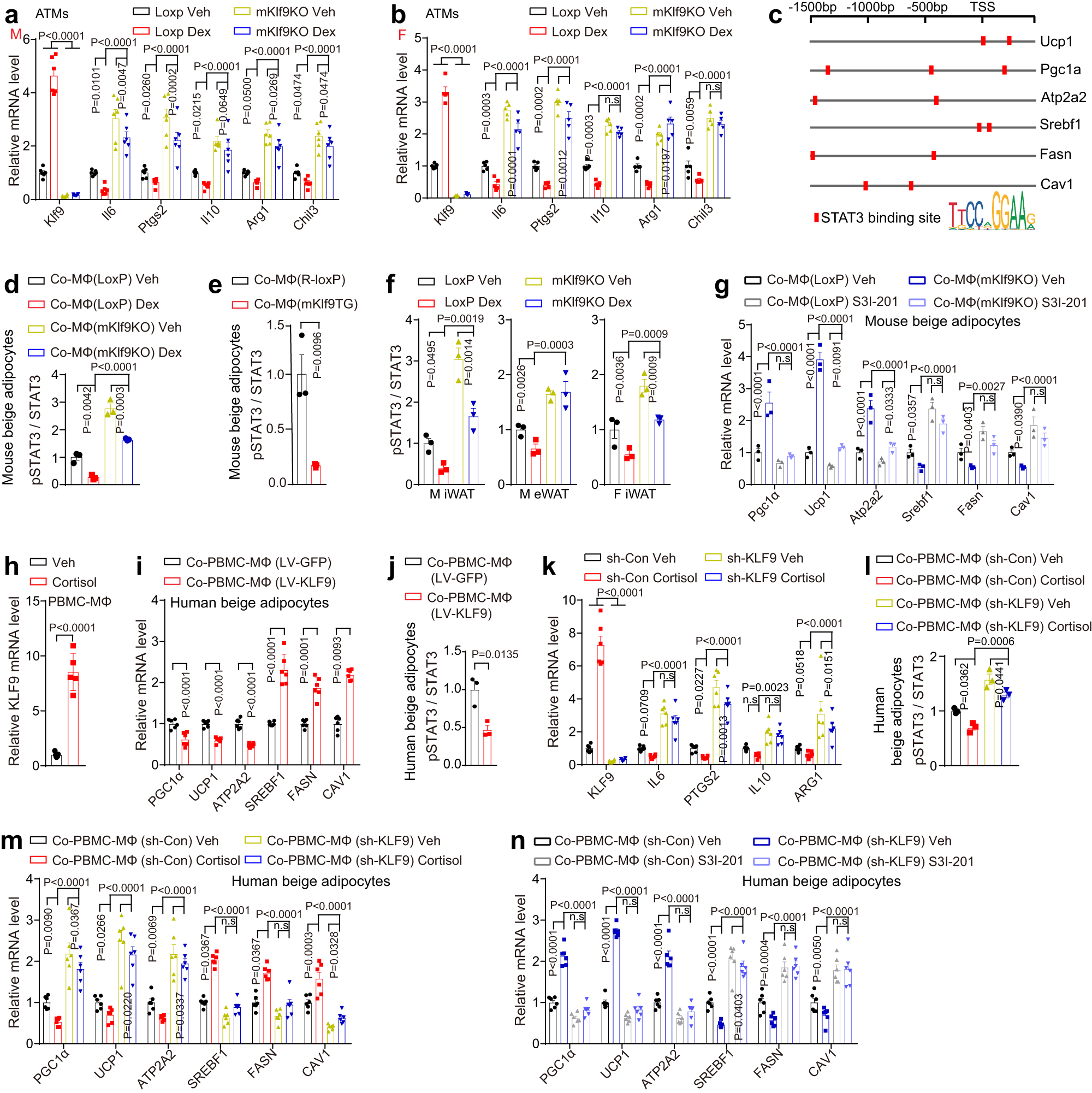 Fig. 7: GC-induced macrophage deactivation contributes to adiposity by inhibiting STAT3 signaling in adipocytes.