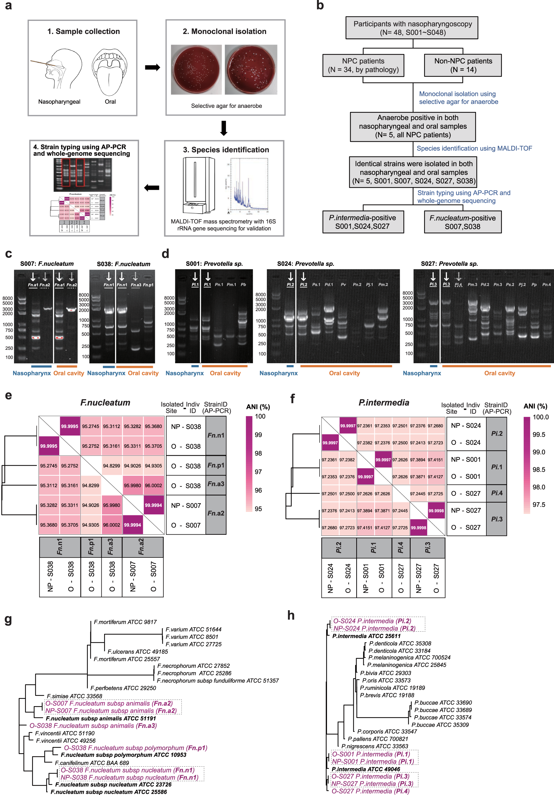 Fig. 3: Identical microbial strains colonized in the nasopharynx and oral cavity of NPC patients.