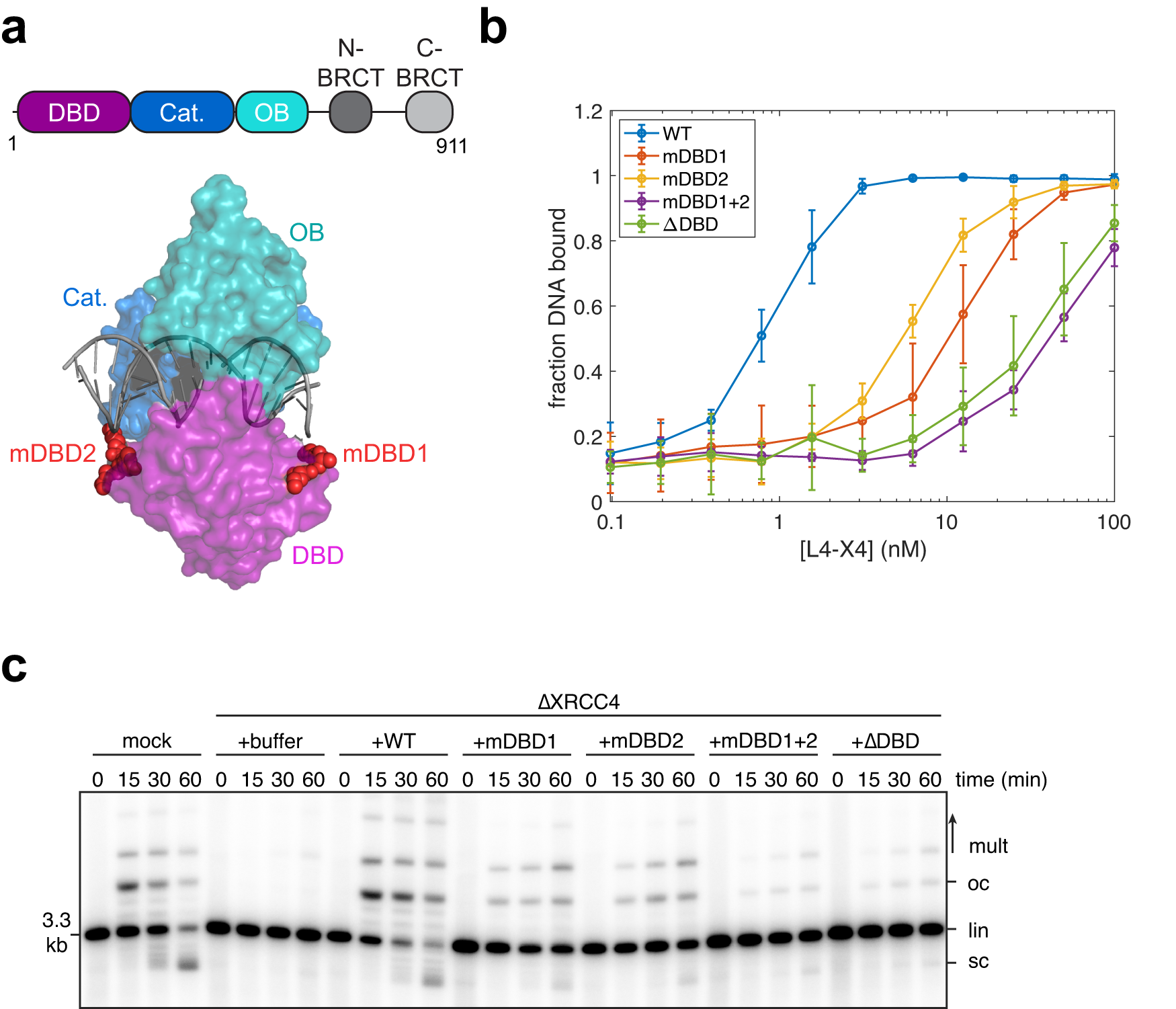 Structural role for DNA Ligase IV in promoting the fidelity of  non-homologous end joining