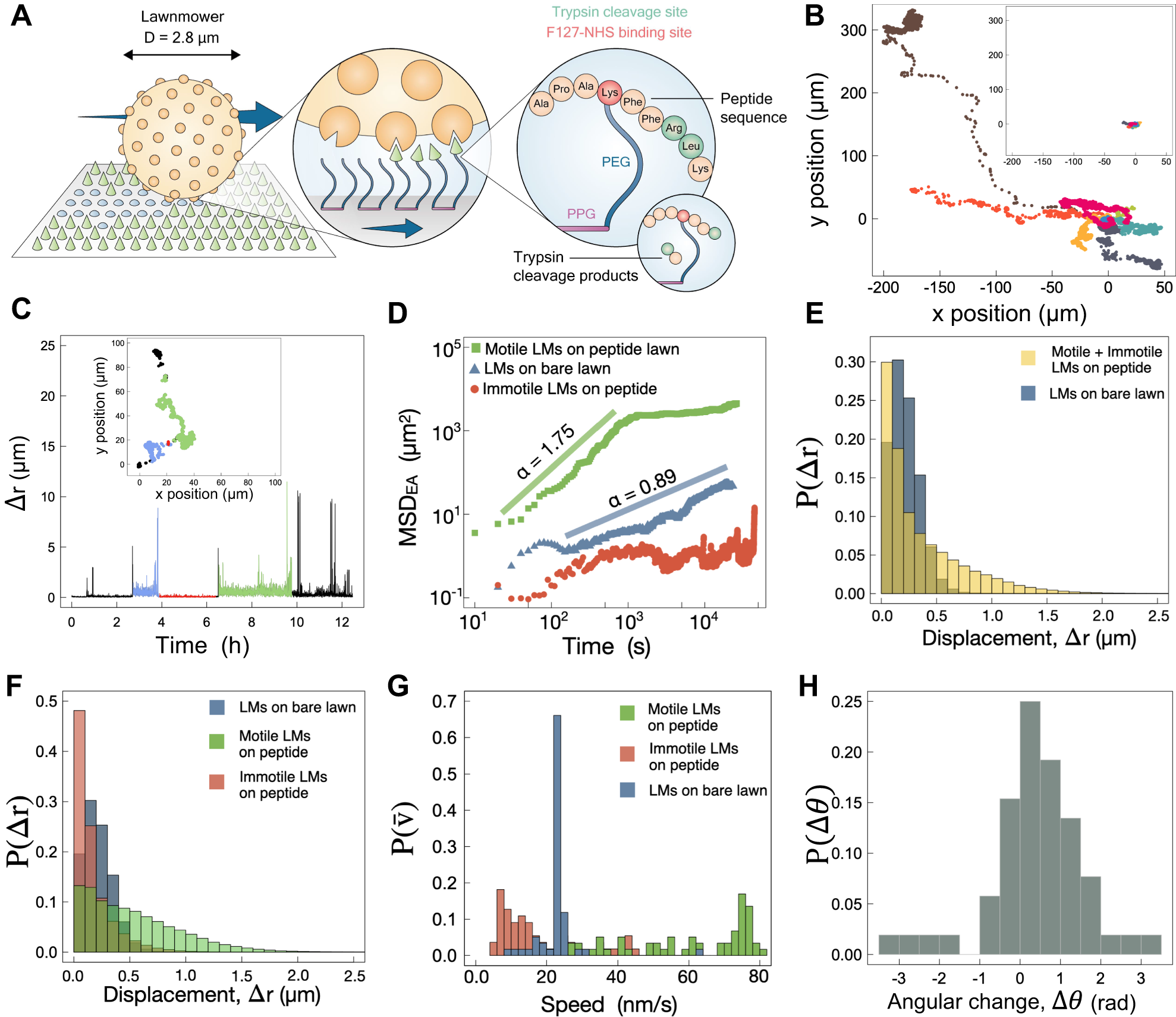 Motility of an autonomous protein-based artificial motor that