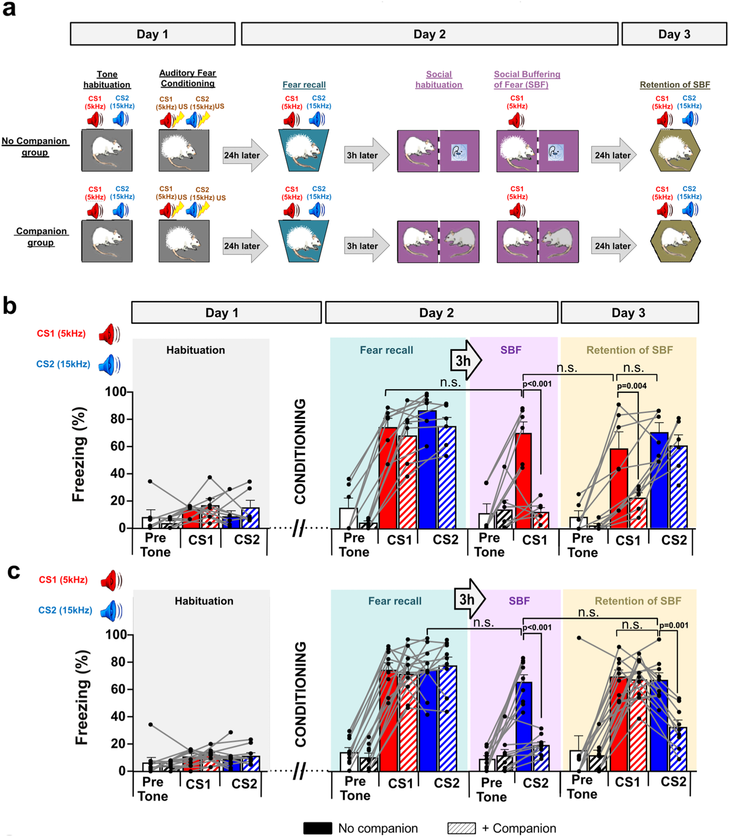 Fig. 1: Social buffering of fear: Experimental paradigm and quantification of freezing levels to conditioned stimuli “CS” during different sessions.