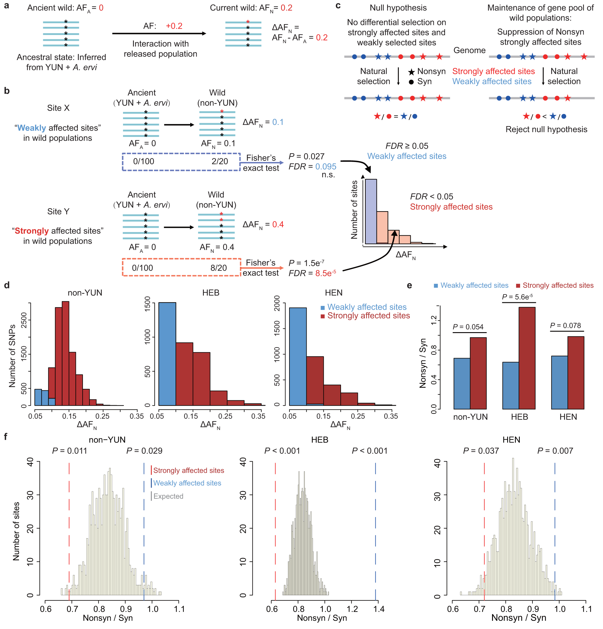 Fig. 5: The gene pool of the wild A. gifuensis population is maintained by natural selection.