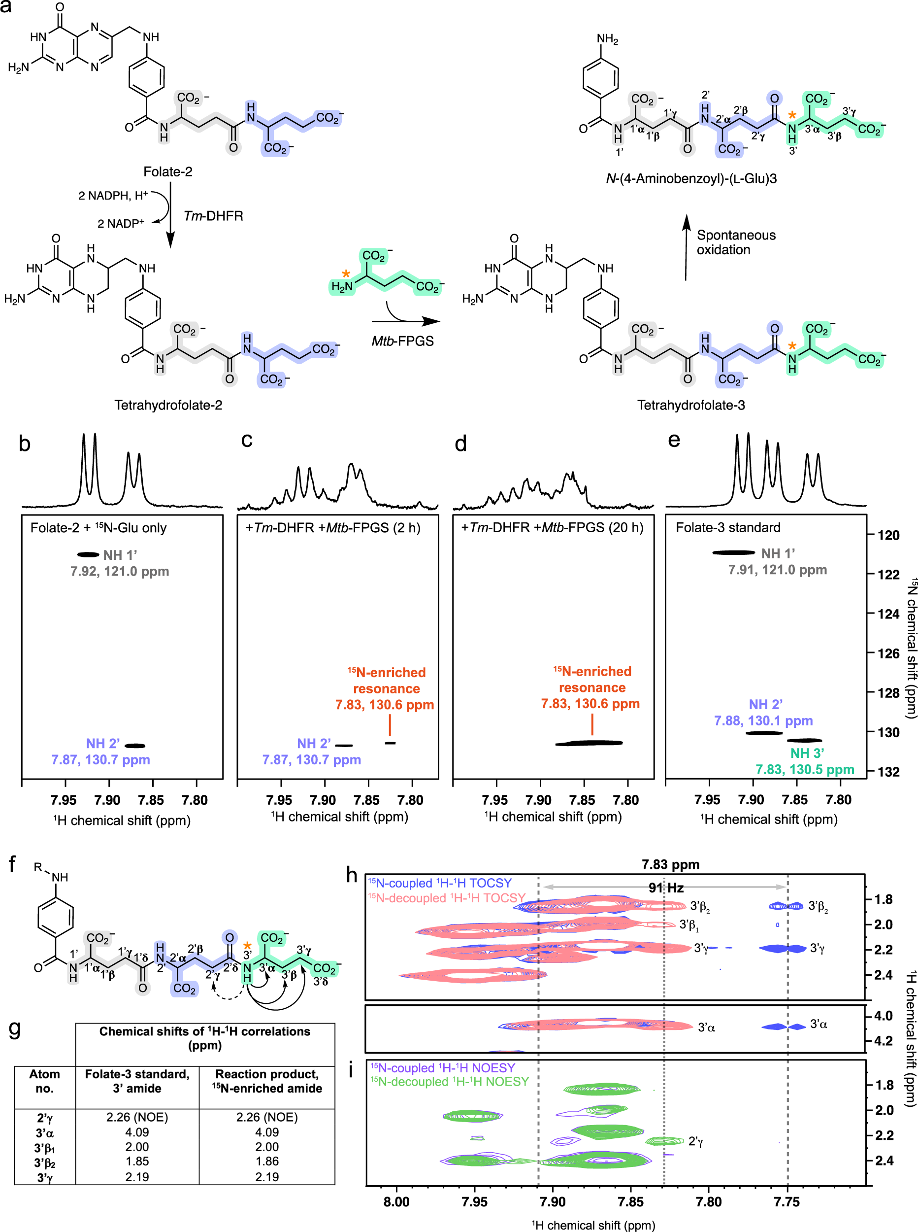 Fig. 3: Mtb-FPGS-dependent glutamylation of folate-2 with 15N-glutamate monitored by NMR spectroscopy.