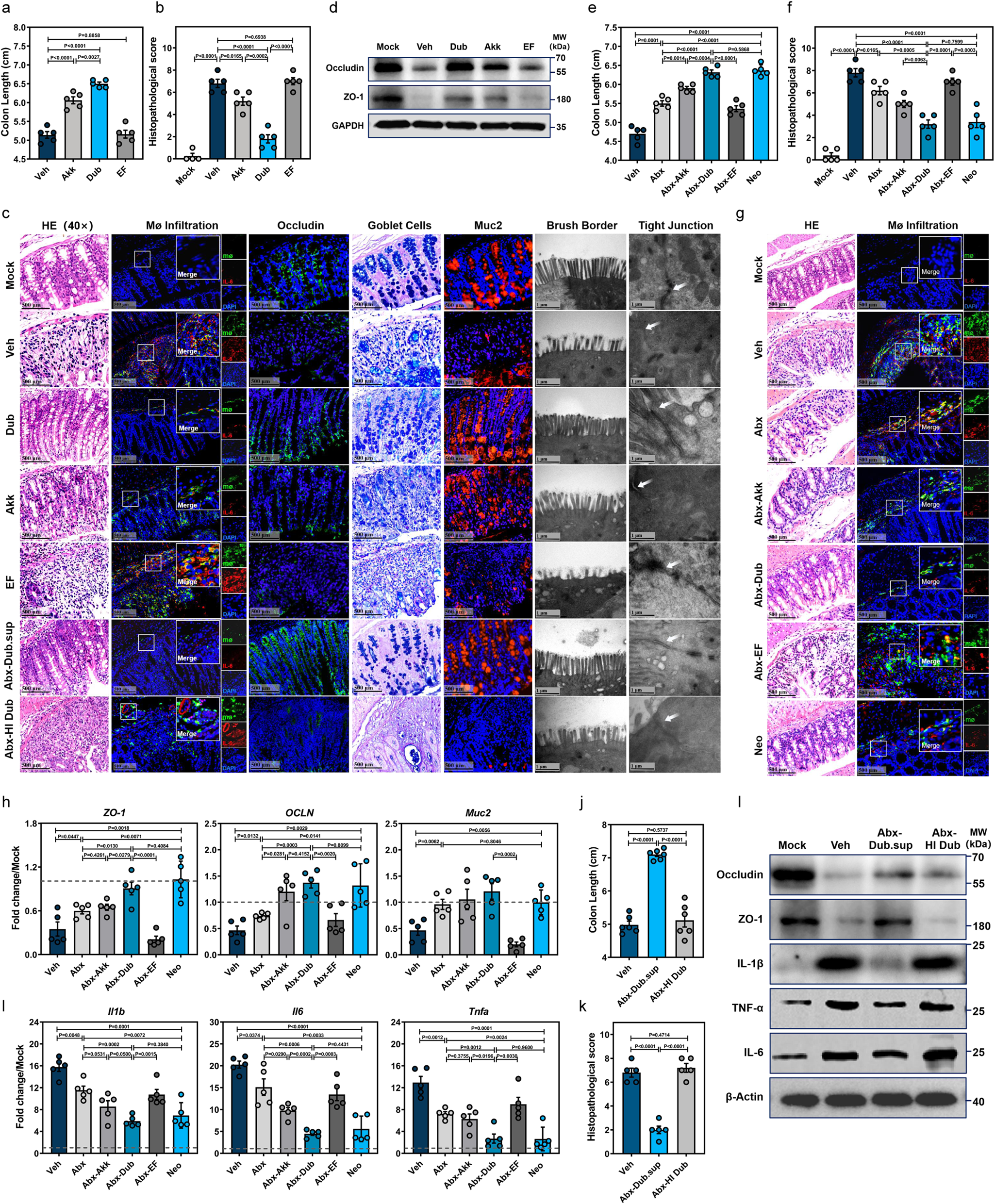 Fig. 2: D. newyorkensis protects mice from DSS-induced colitis and attenuates resulting mucosal inflammation and barrier damages.
