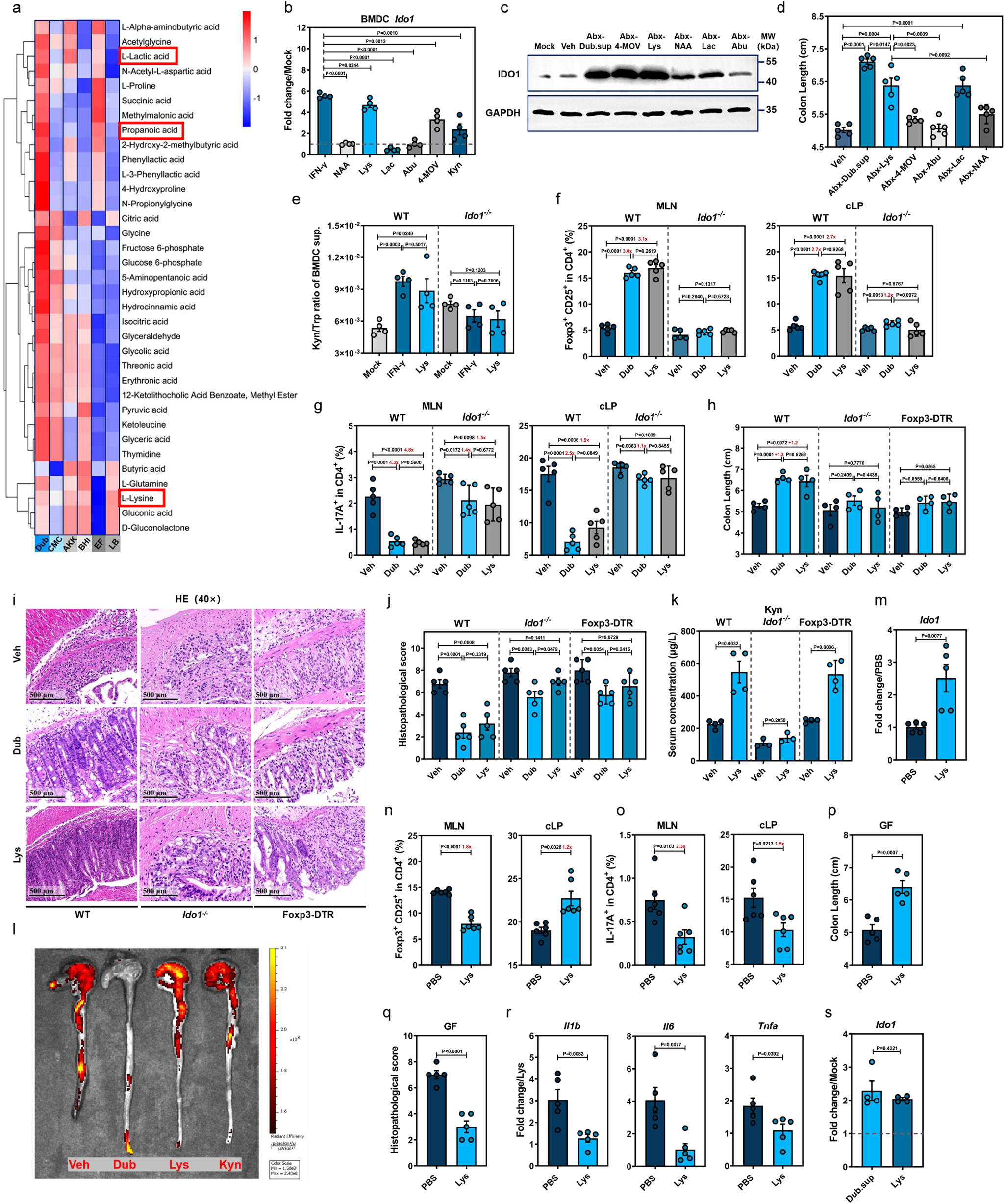 Fig. 5: L-Lys enhances Trp metabolism in dendritic cells to induce Treg-dependent immunosuppression by promoting IDO1 expression.