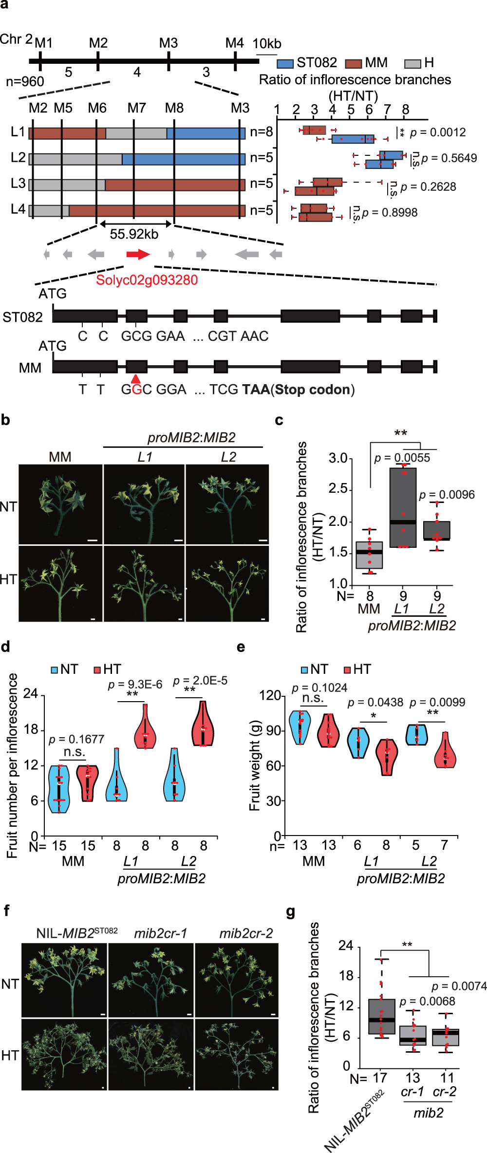 Fig. 2: Map-based cloning of qMIB2.