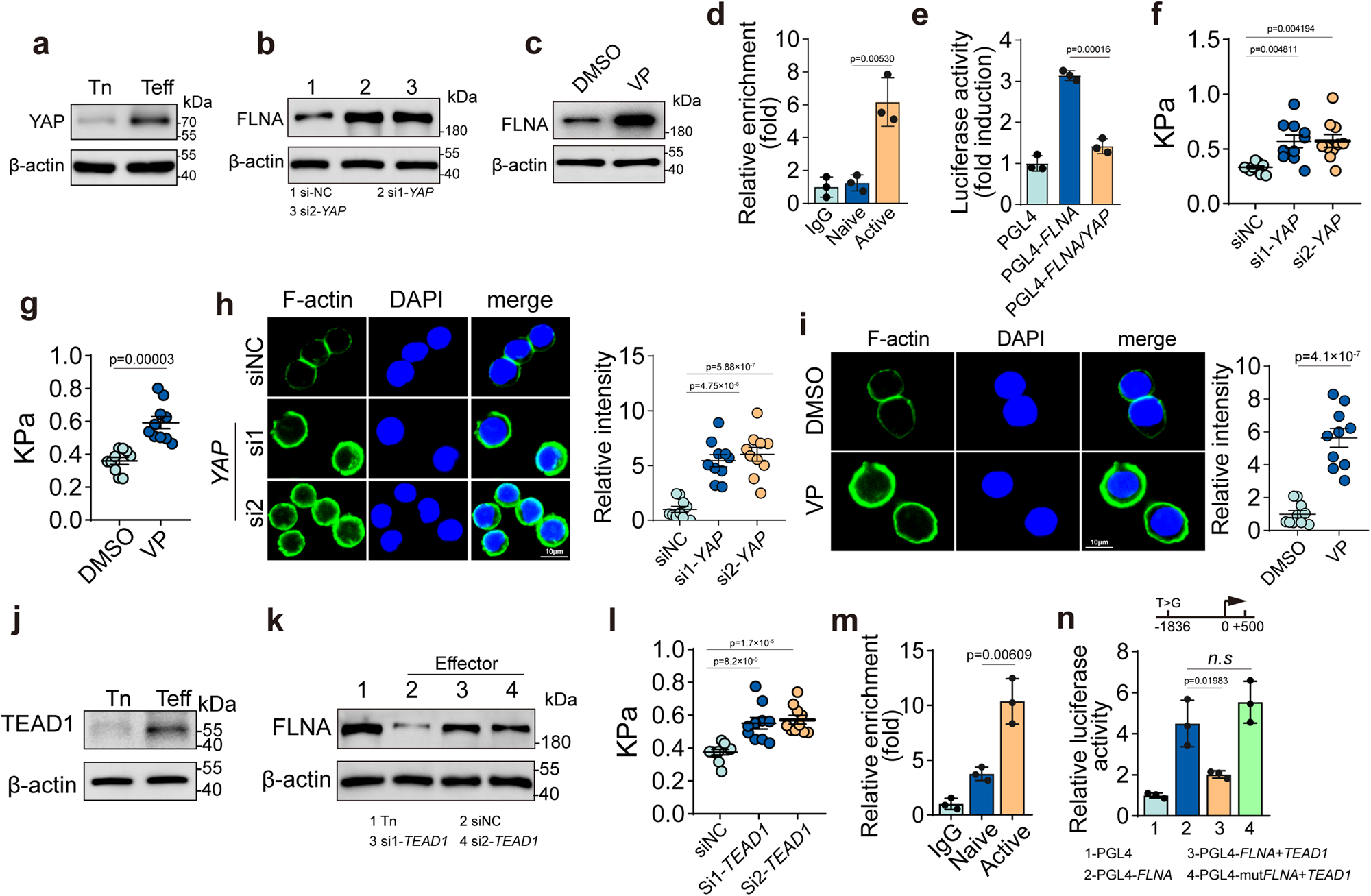 Fig. 3: YAP mediates FLNA downregulation in activated CTLs.