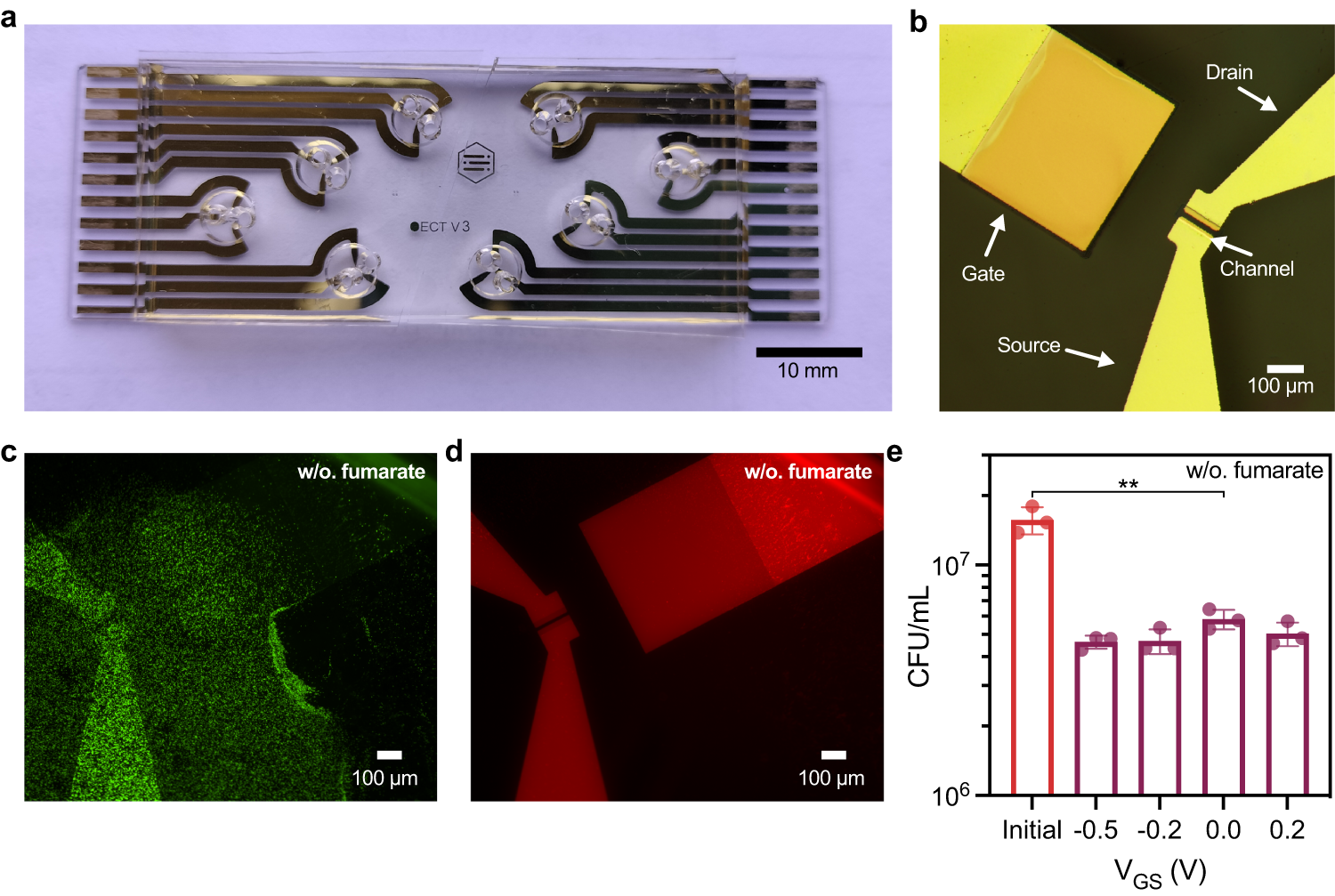 Fig. 1: Photo and microscopy images of the OECT.