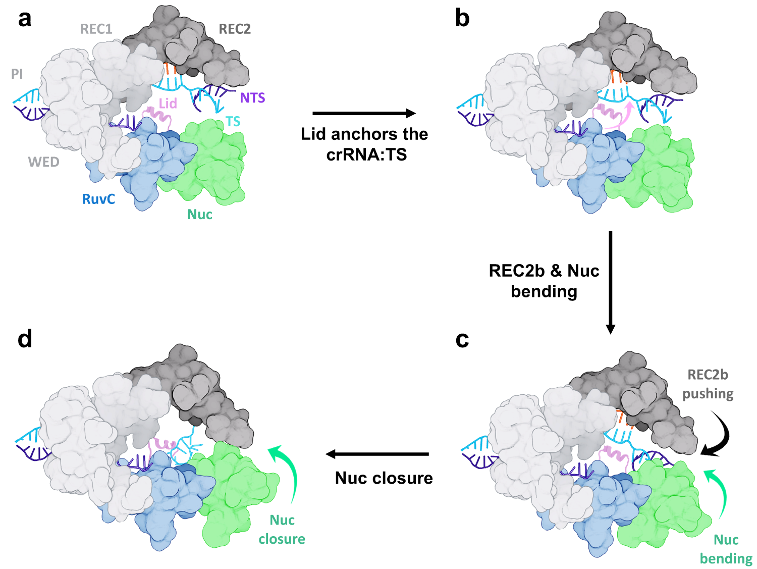 Fig. 5: Model for the DNA target strand traversal toward the RuvC catalytic core in CRISPR-Cas12a.