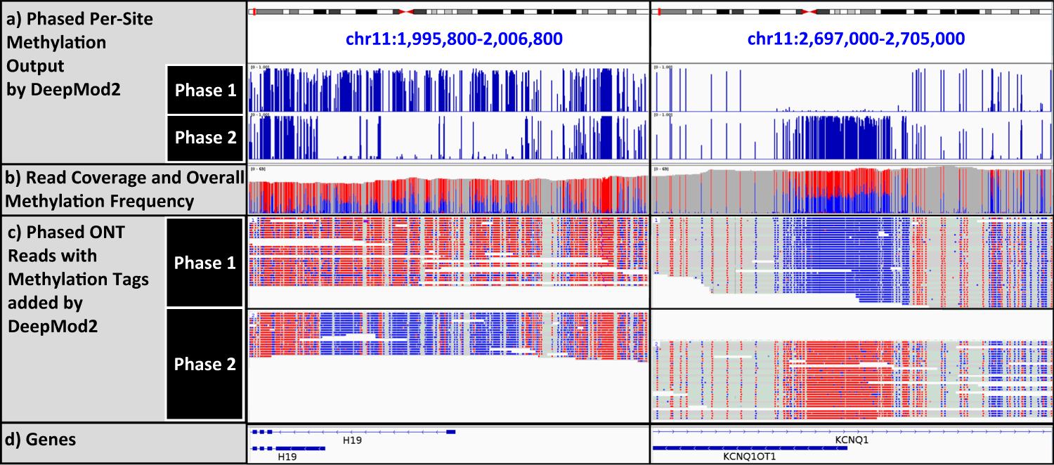 Fig. 7: IGV plot of phased HG002 ONT reads and methylation calls by DeepMod2 in two imprinting control regions (ICRs) shown in GRCh38 coordinates.