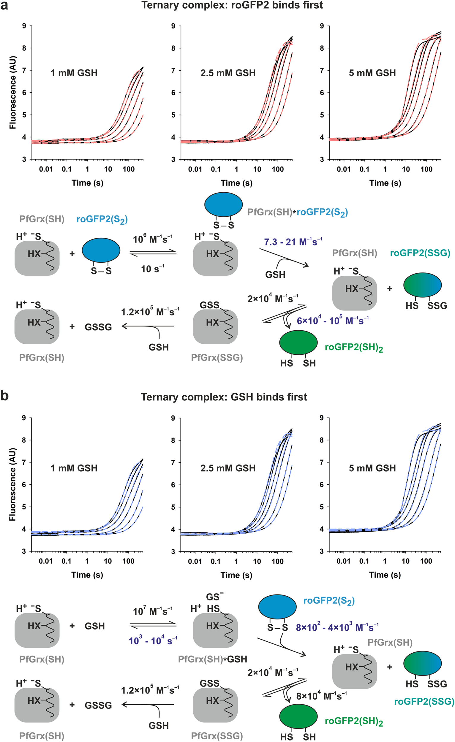 Fig. 7: Simulations of the stopped-flow kinetic data for the reduction of roGFP2WT(S2).