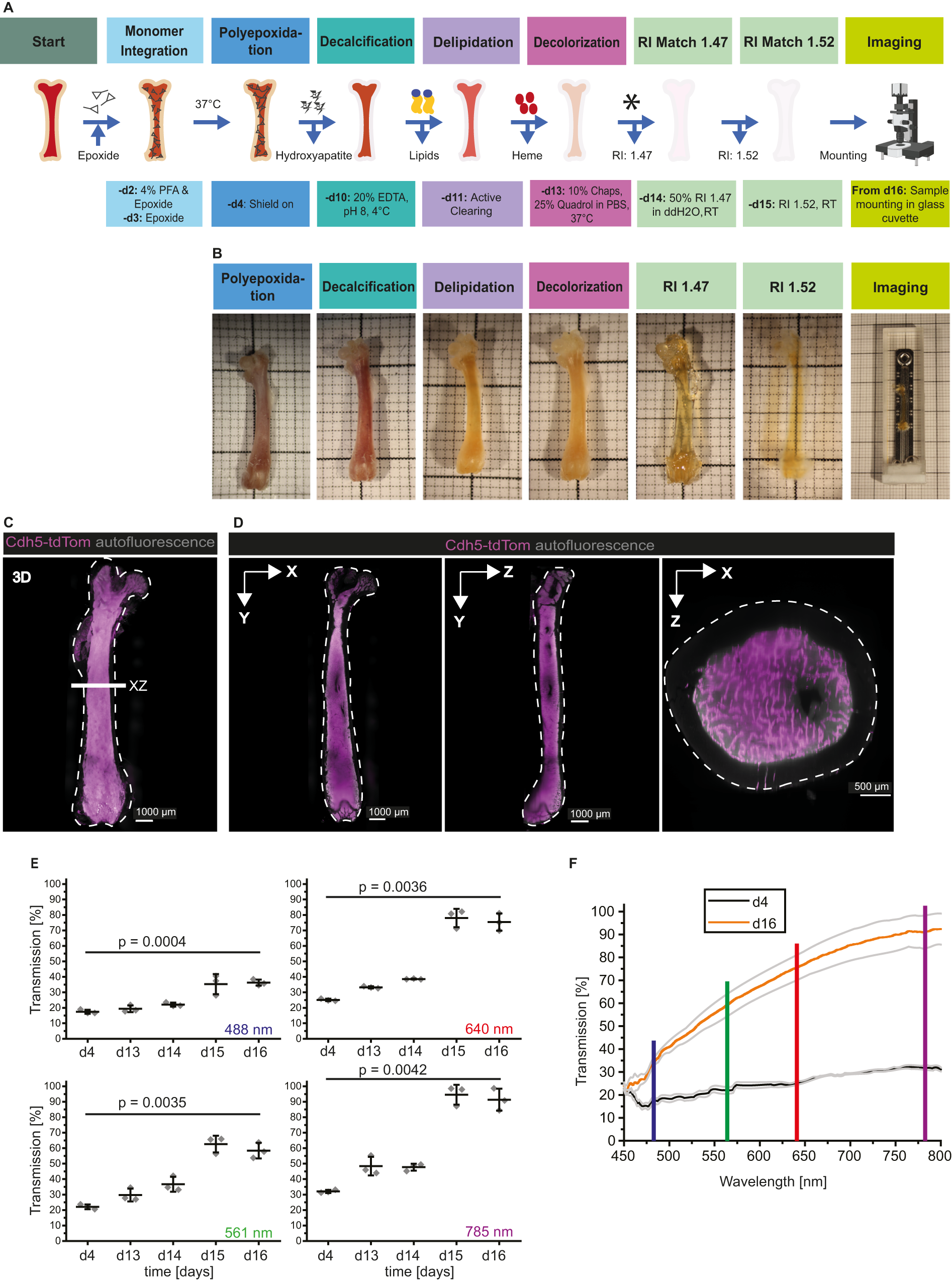 MarShie: a clearing protocol for 3D analysis of single cells throughout the  bone marrow at subcellular resolution | Nature Communications