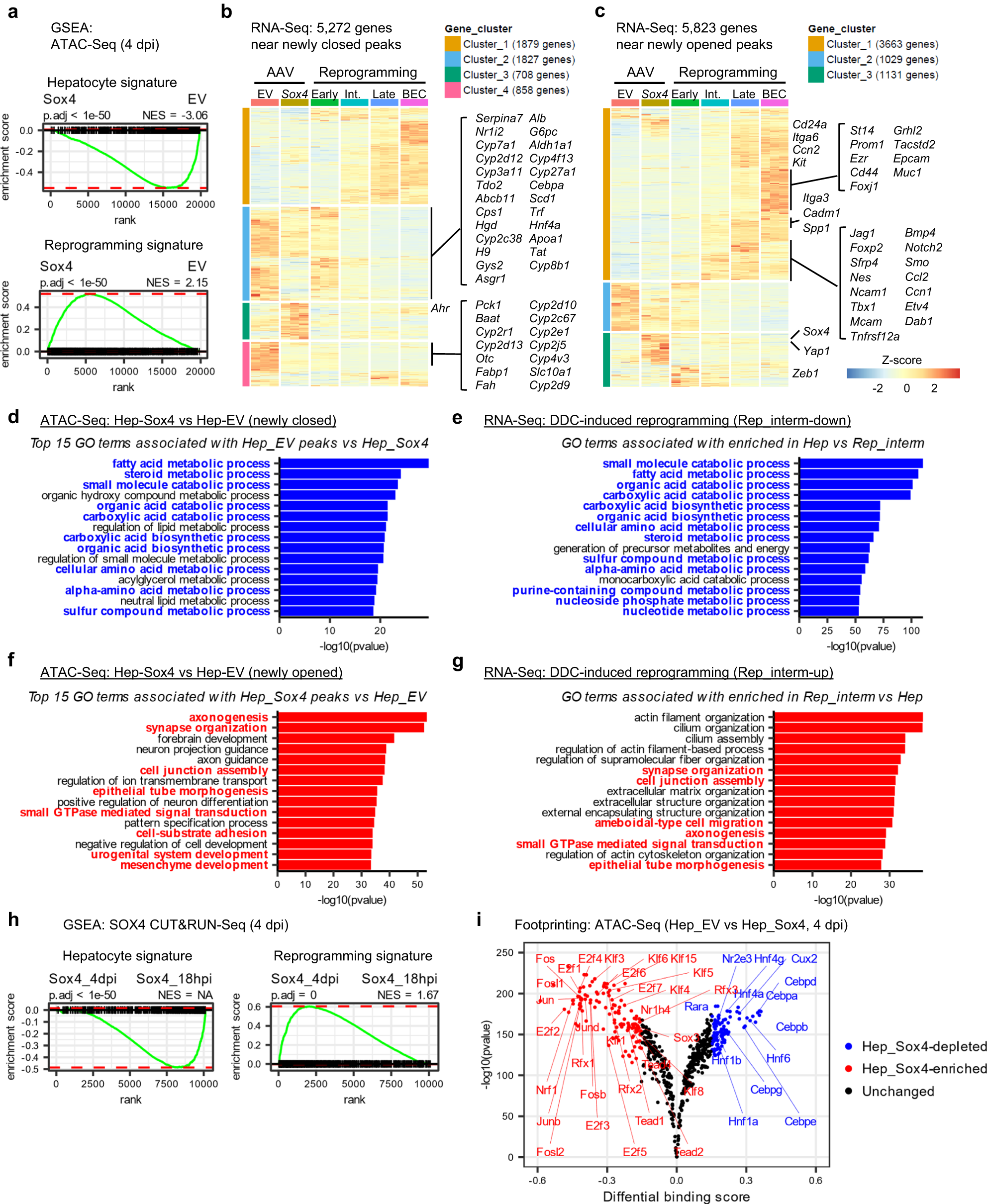 Fig. 4: SOX4 binding silences hepatocyte genes while priming biliary genes by altering binding patterns.