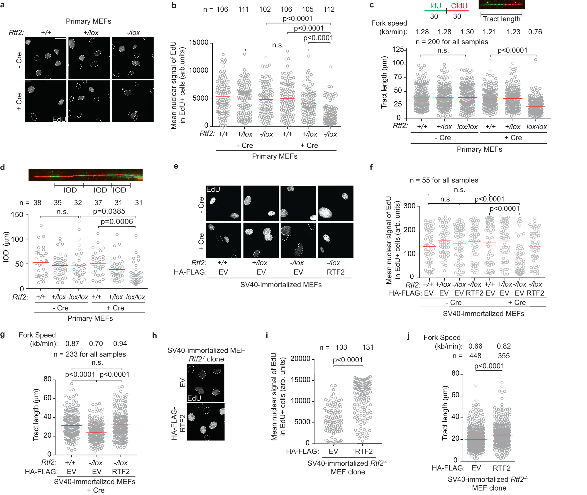 Fig. 2: RTF2 is necessary for DNA replication in primary and immortalized MEF cell lines.