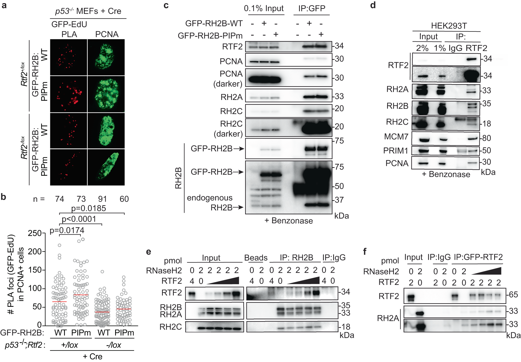 Fig. 4: RTF2 directly interacts with RNase H2 for localization at the replisome, independent of RNaseH2B’s PIP-box.