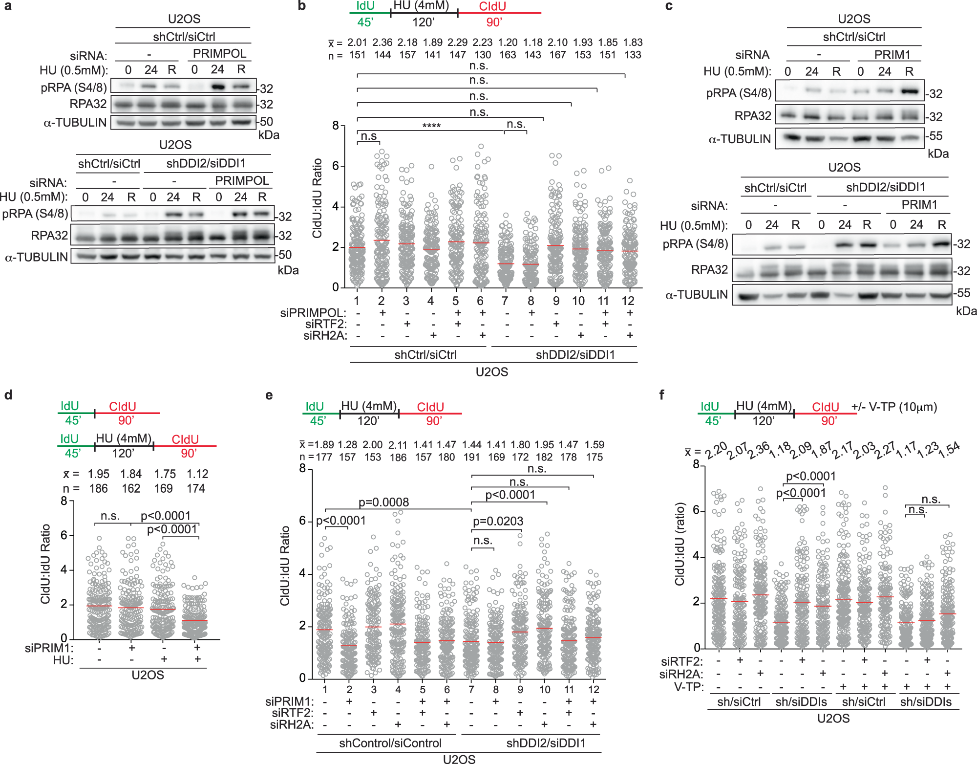 Fig. 8: Catalytic activity of primase PRIM1, not PRIMPOL, is required for efficient replication restart after stress.