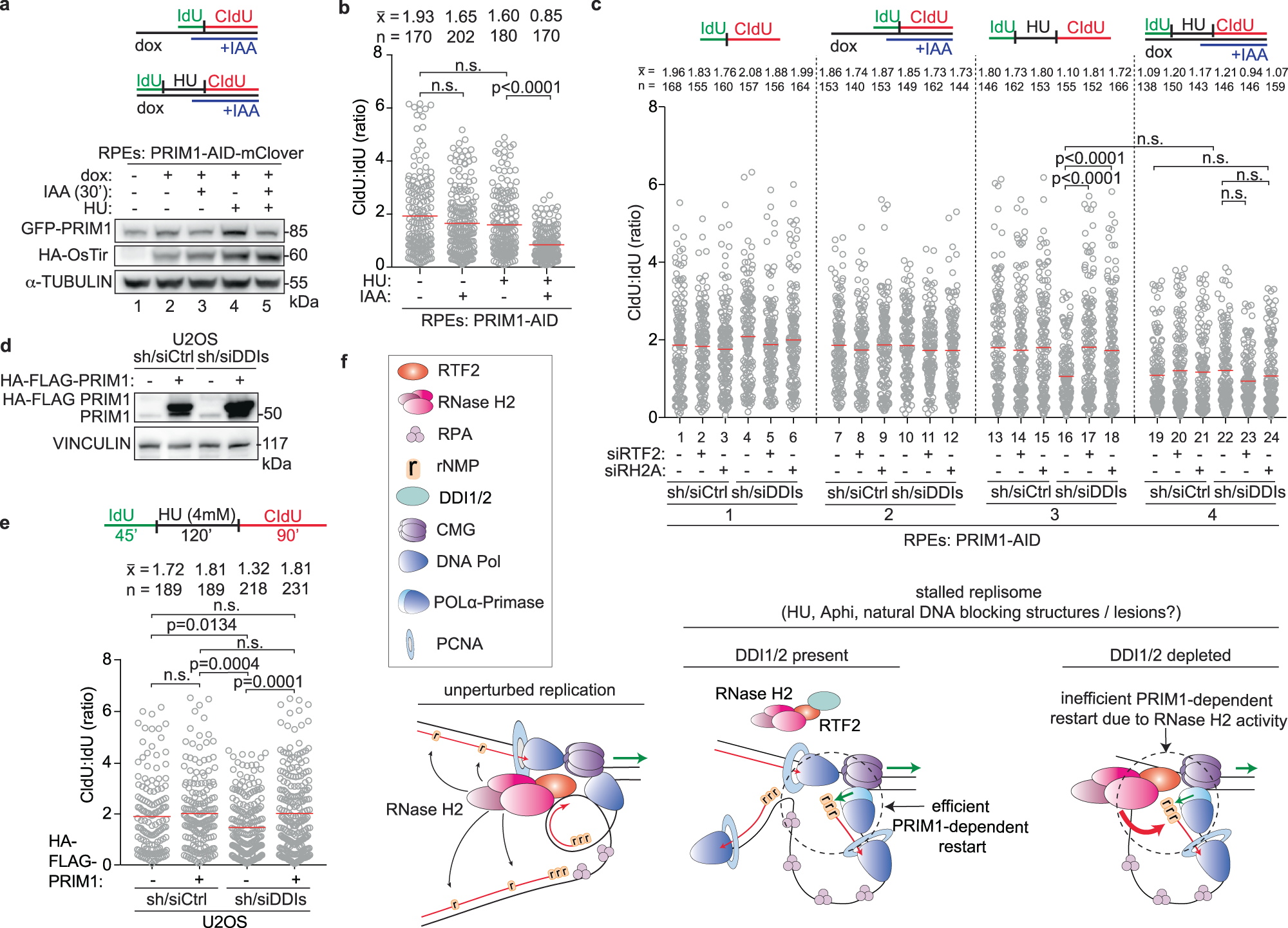 Fig. 9: Replication restart is exquisitely sensitive to cellular levels of PRIM1.