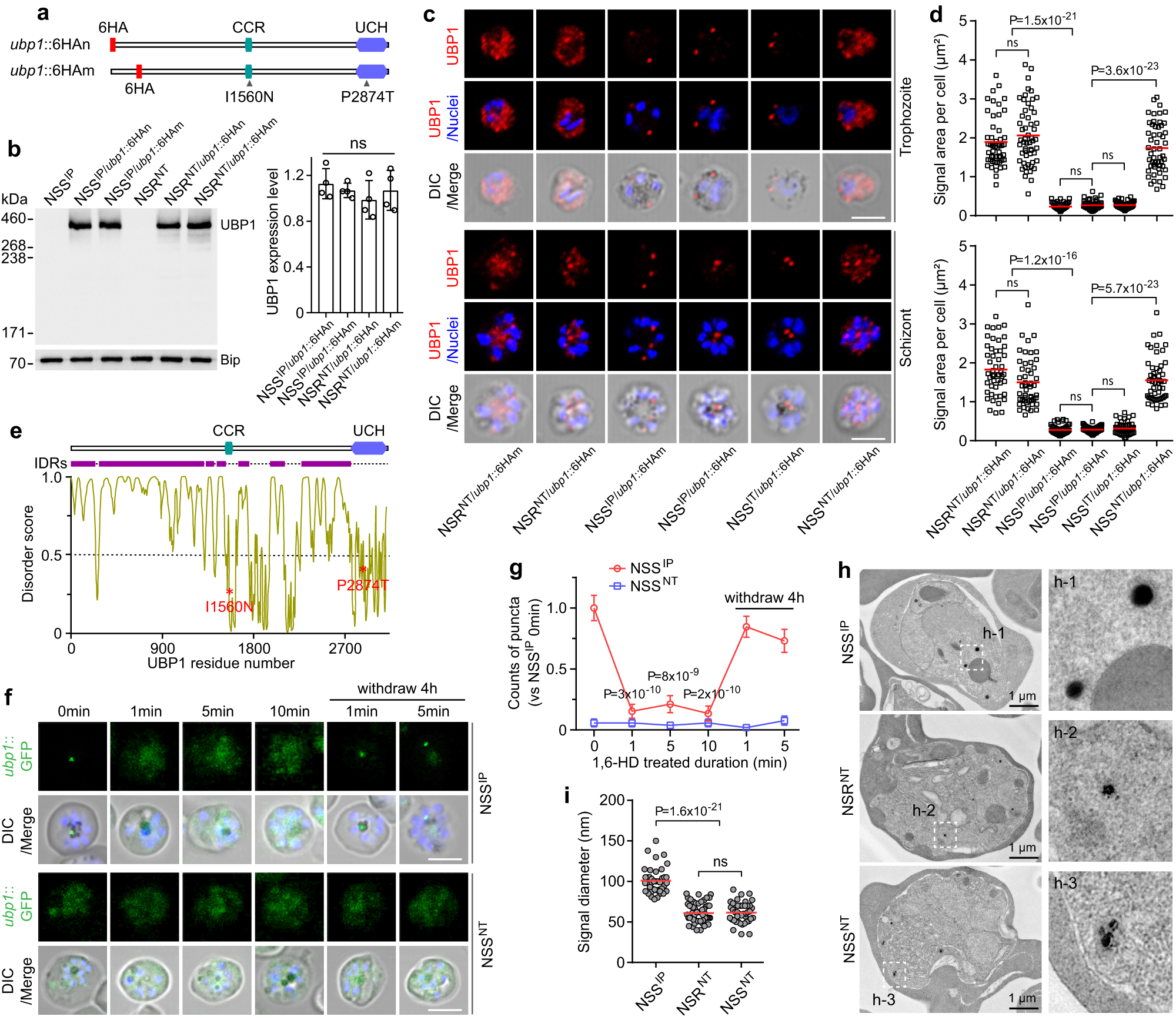 Fig. 4: UBP1 IP → NT substitutions change its cytosolic aggregation and distribution.