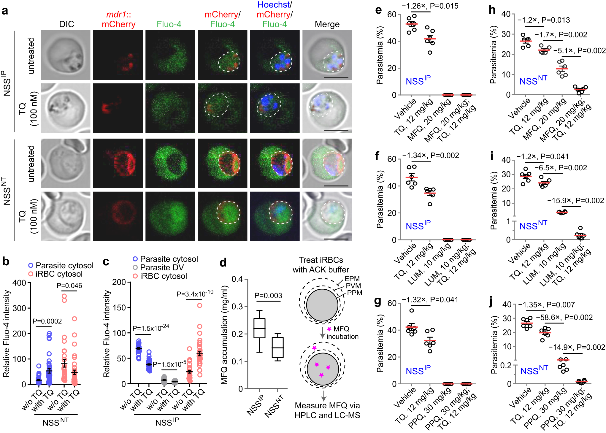 Fig. 7: Fluo-4 fluorescence accumulation and inhibition of MDR1 transport in NSSIP and NSSNT parasites.