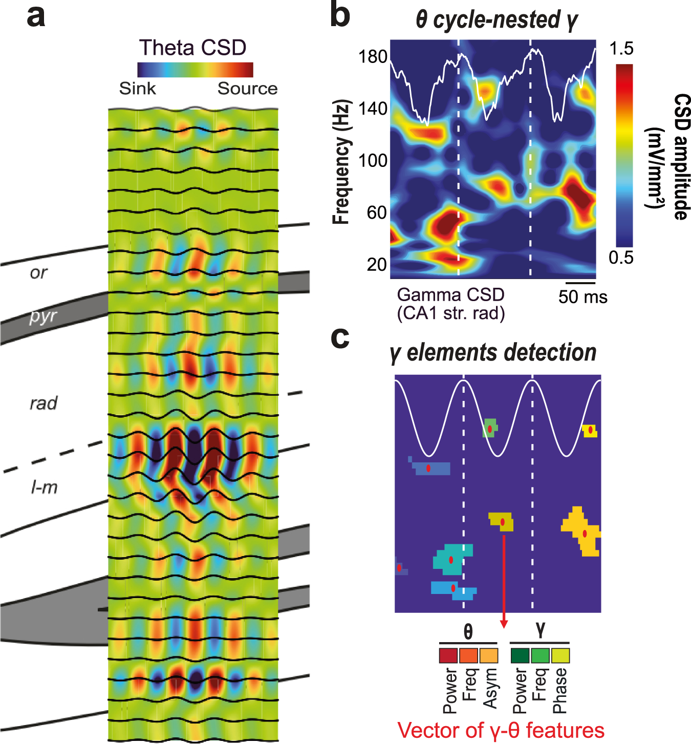 Gamma oscillatory complexity conveys behavioral information in hippocampal  networks