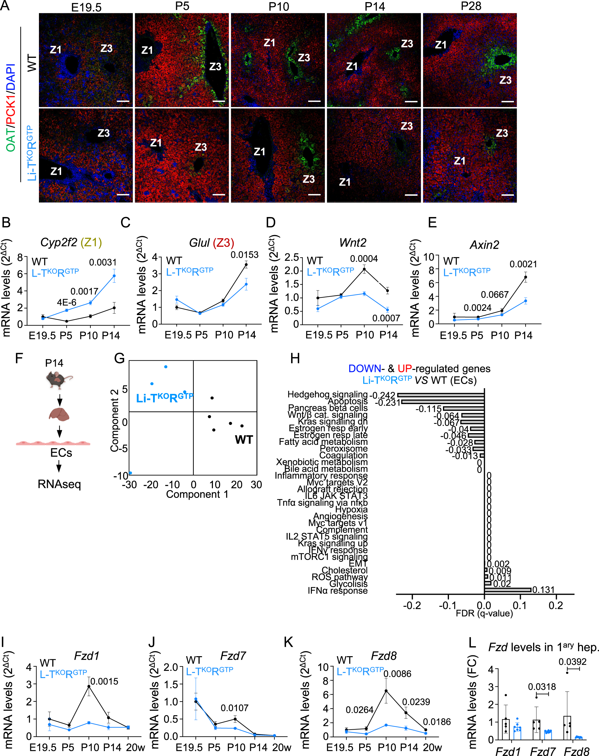 Fig. 6: Hepatic zonation in Li-TSC1KORagAGTP livers is not segregated during postnatal maturation.