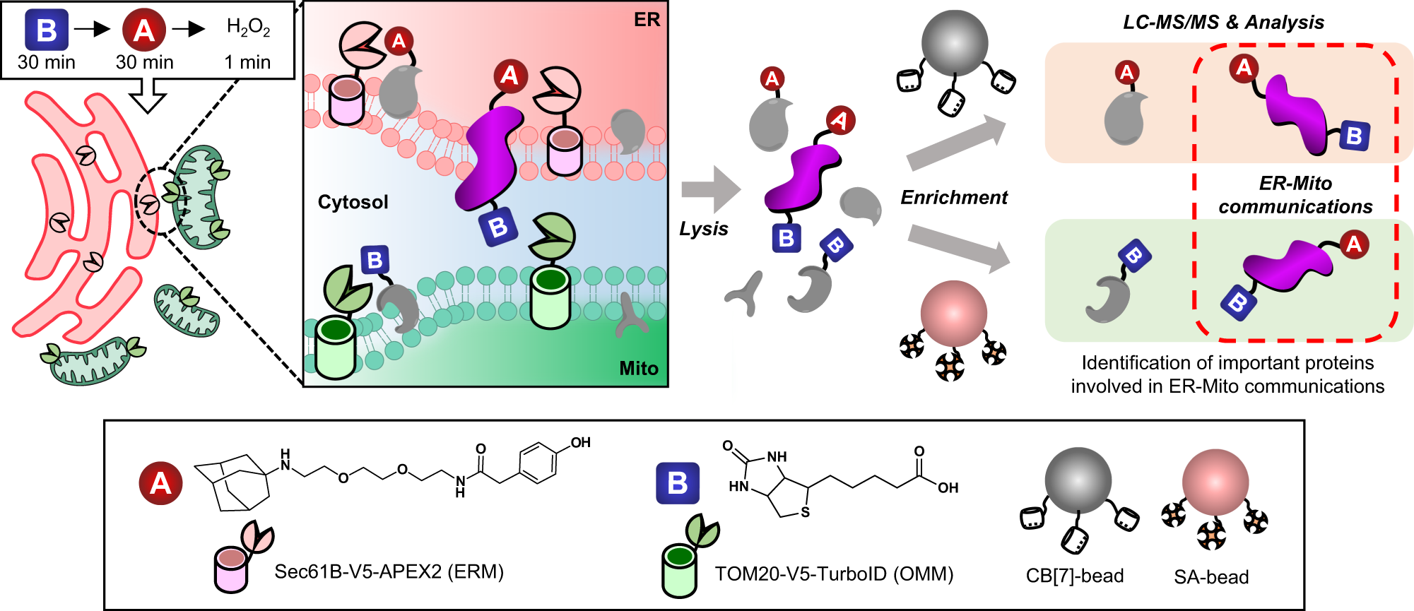 OrthoID: profiling dynamic proteomes through time and space using mutually  orthogonal chemical tools | Nature Communications